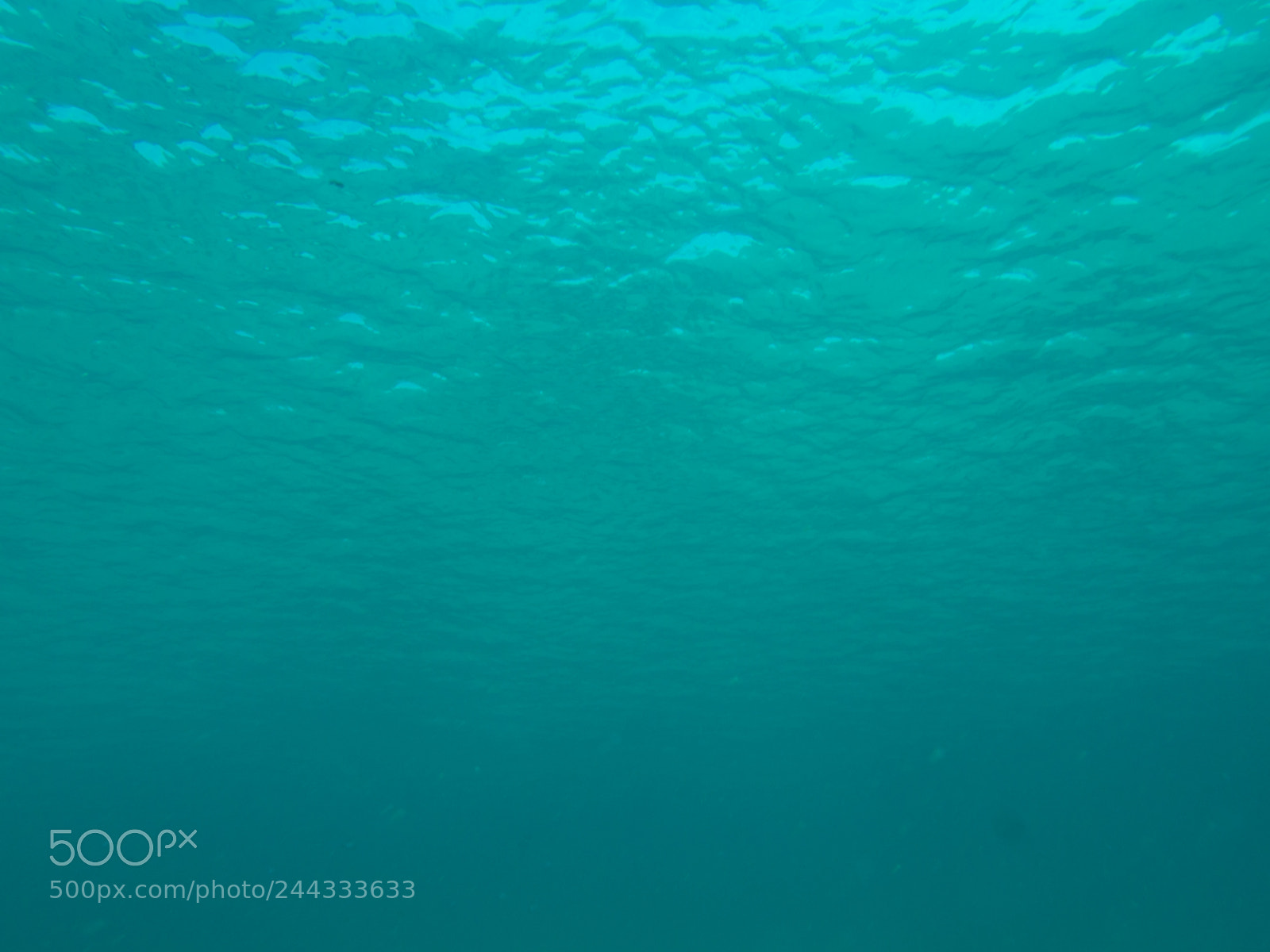 Olympus OM-D E-M10 sample photo. Underwater photography