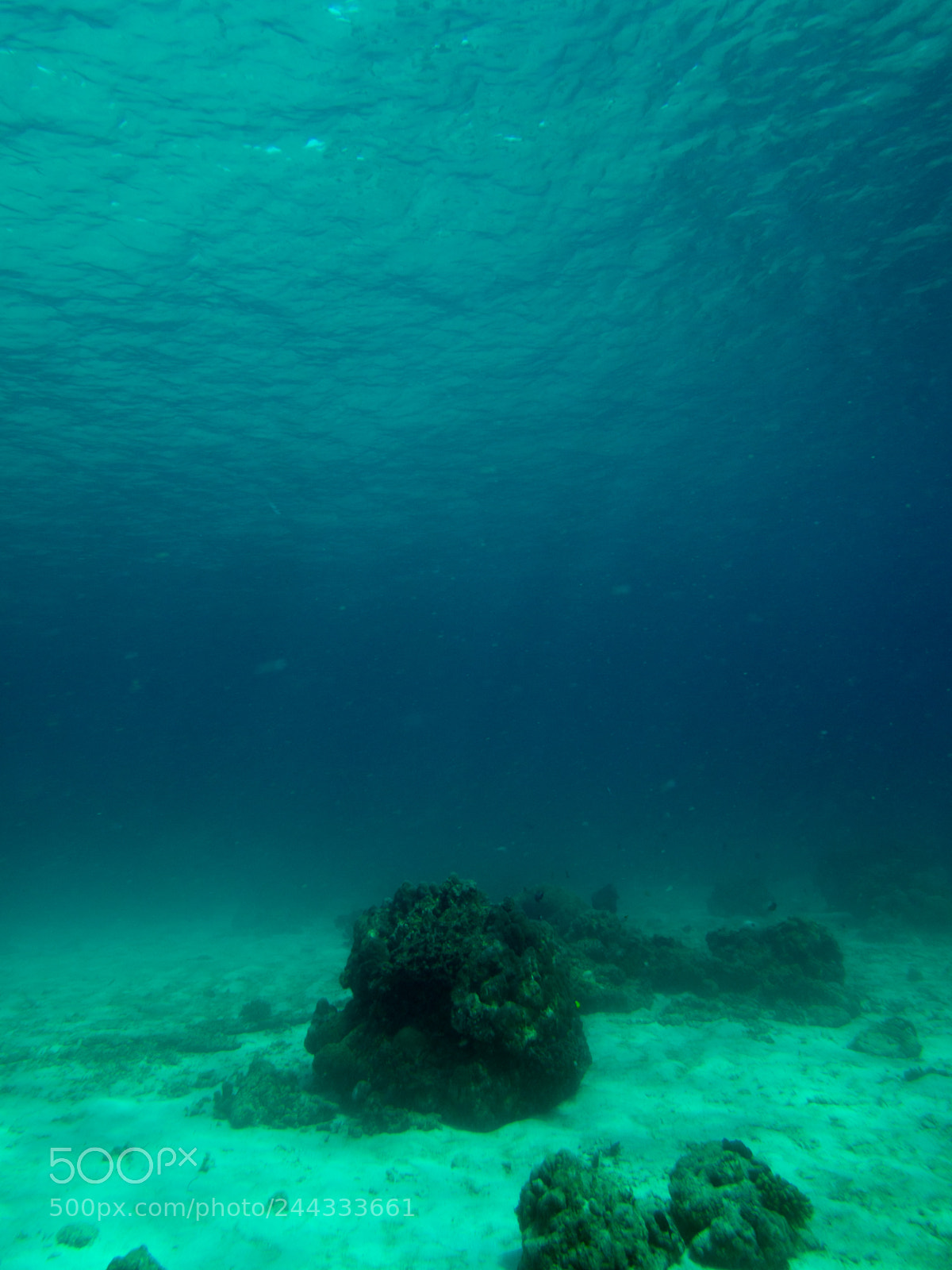 Olympus OM-D E-M10 sample photo. Underwater photography