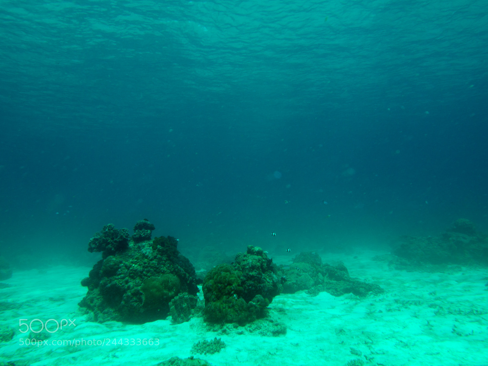 Olympus OM-D E-M10 sample photo. Underwater photography