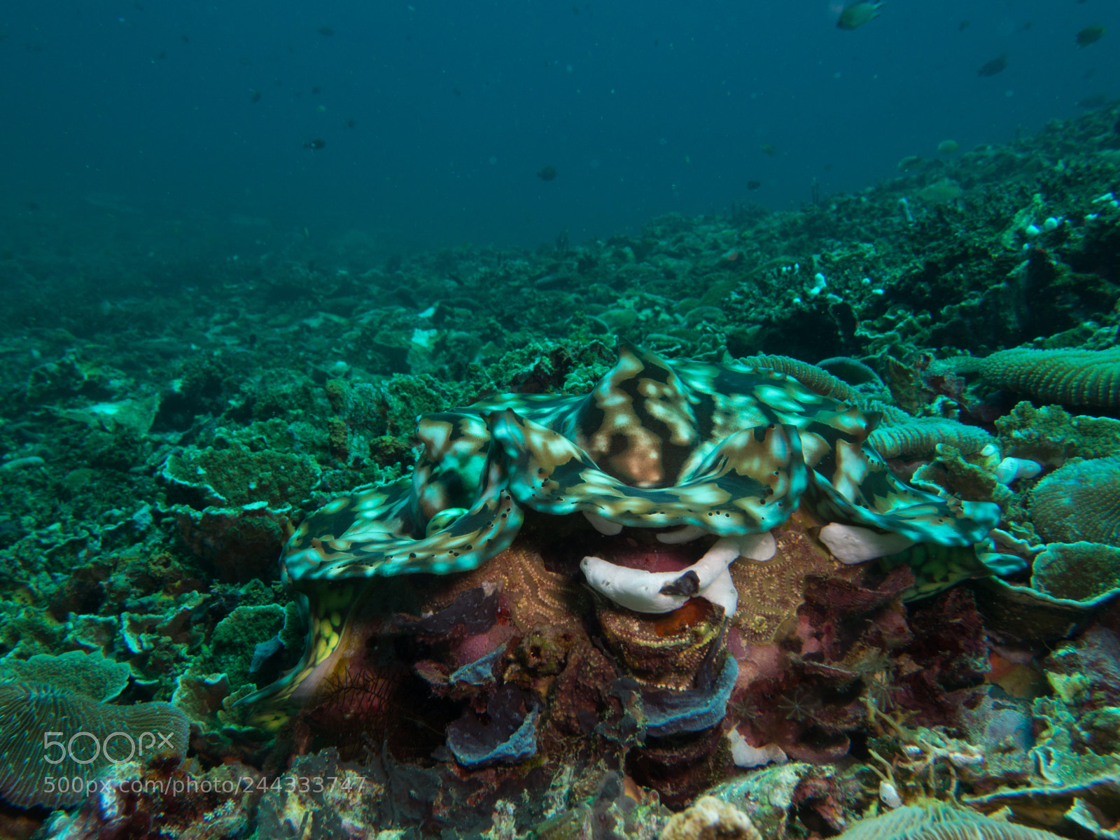Olympus OM-D E-M10 sample photo. Giant clam underwater photography