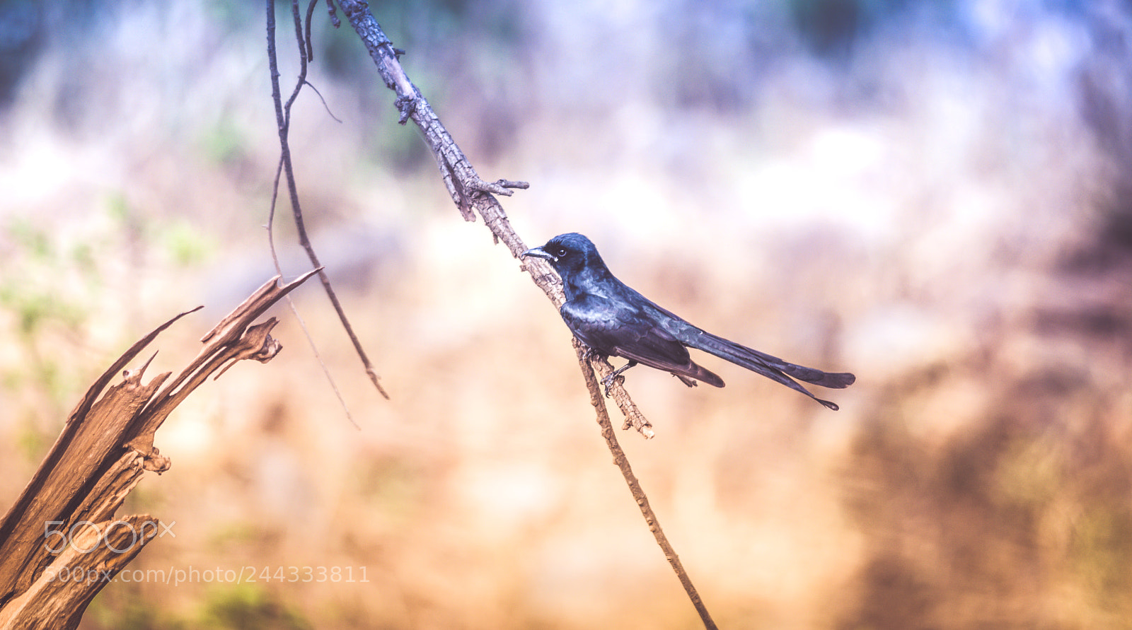 Nikon D7100 sample photo. Sweet drongo photography
