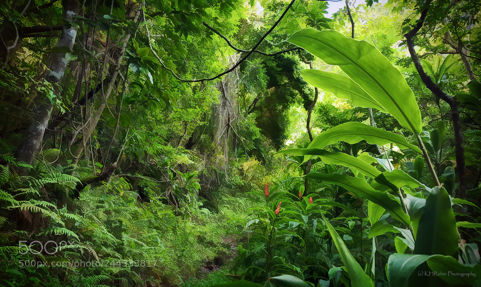 Samsung Galaxy S6 sample photo. Hawaiian rainforest photography