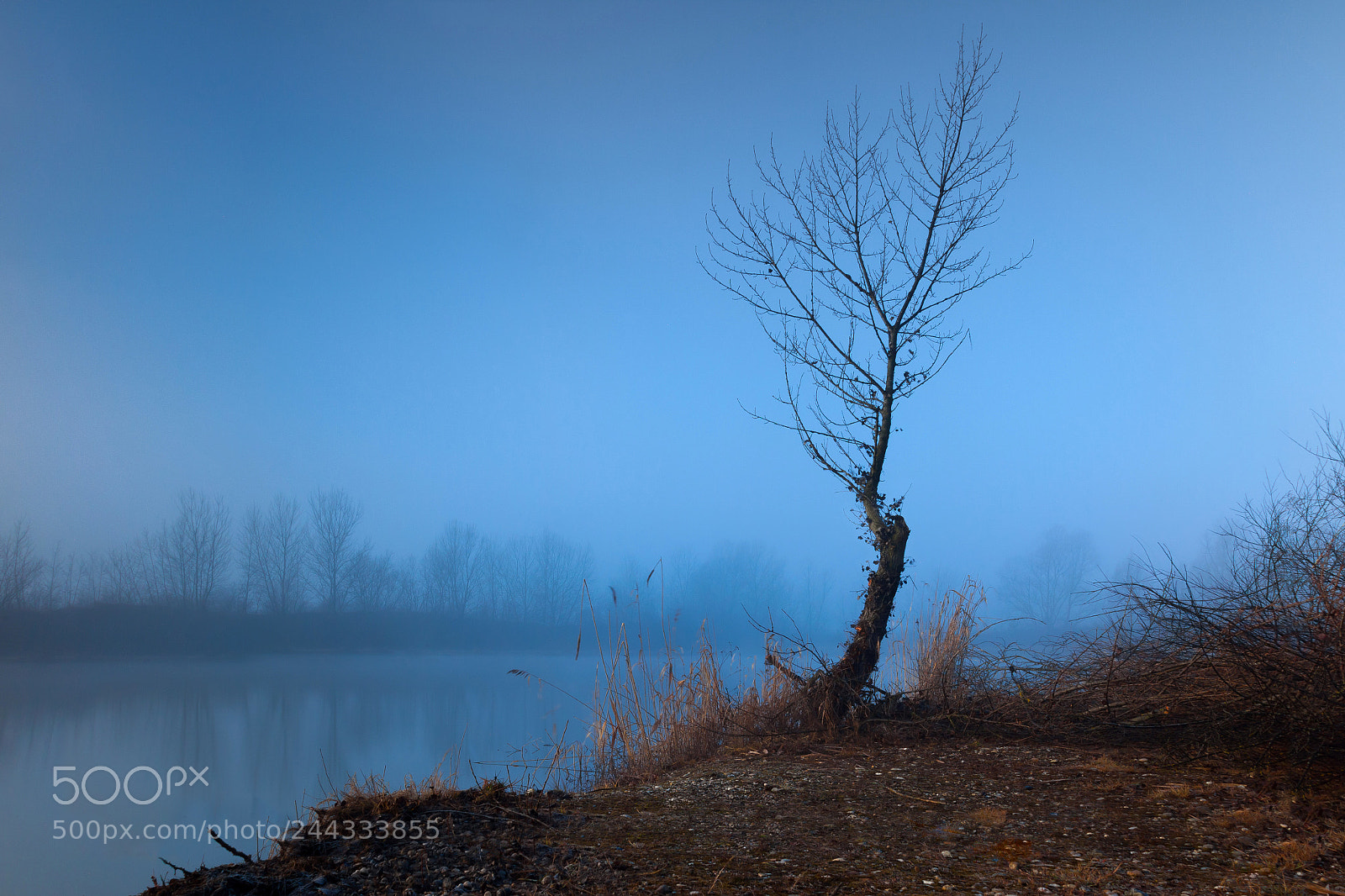 Canon EOS 50D sample photo. Winter loner photography