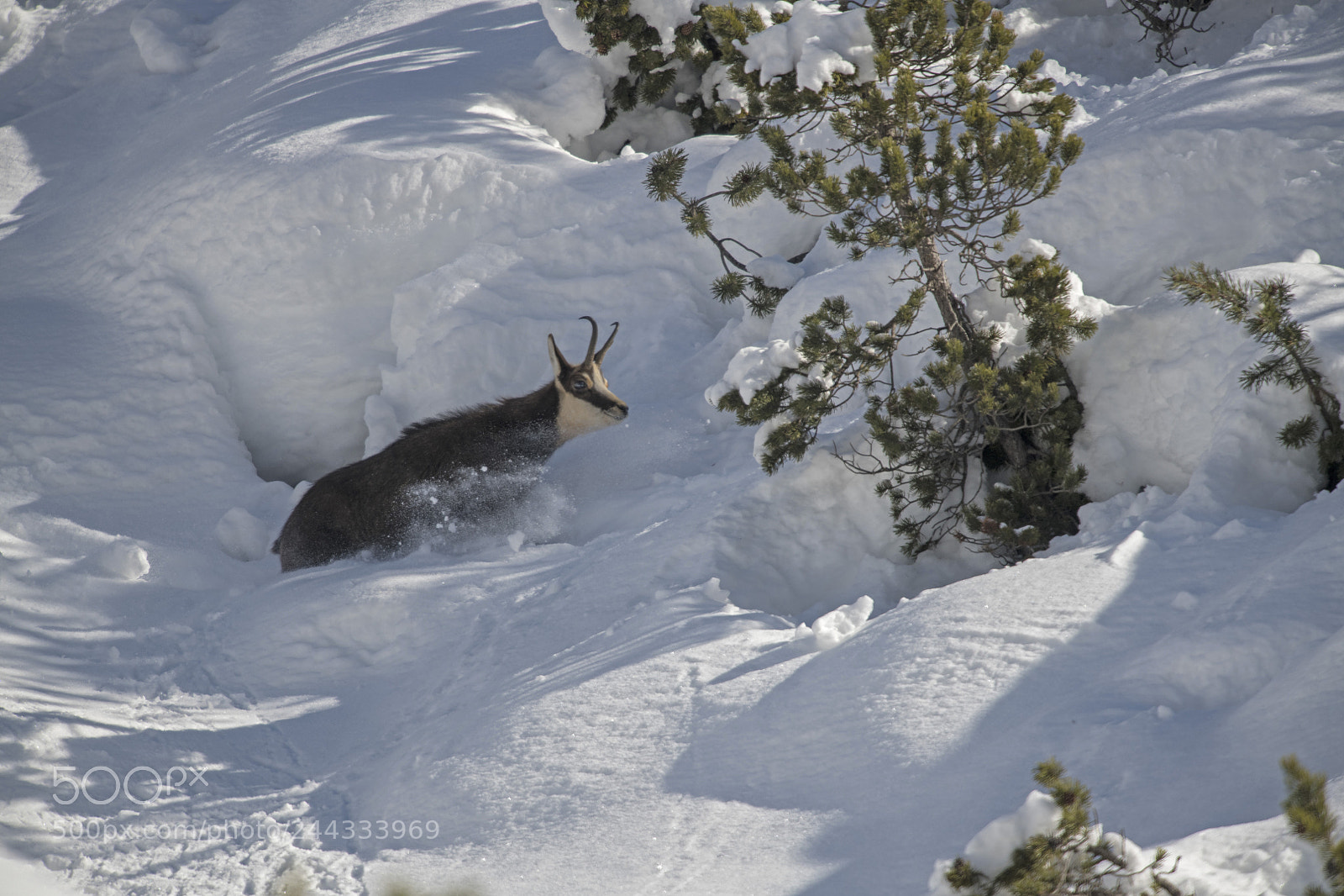 Nikon D850 sample photo. Fresh snow photography