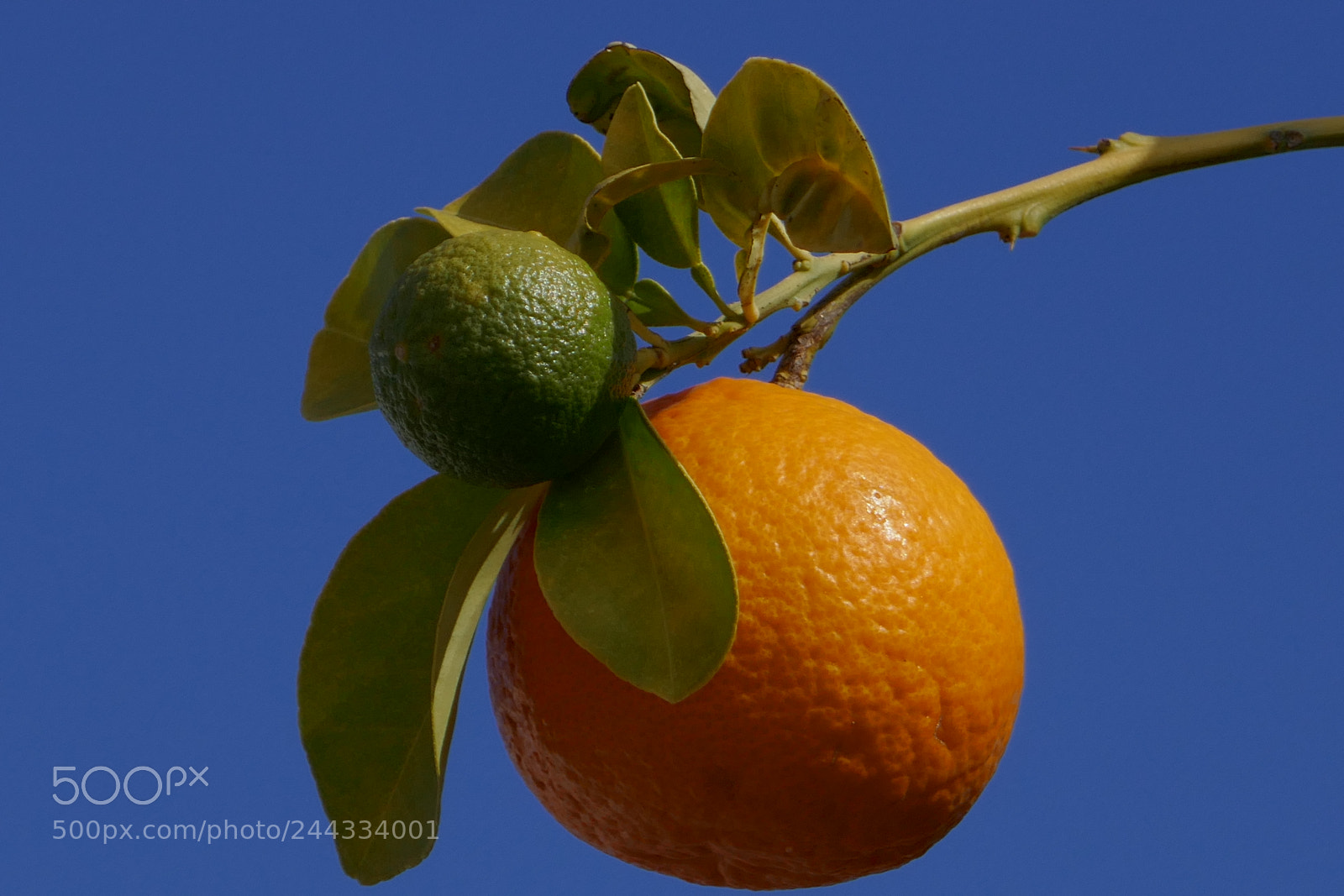 Panasonic Lumix DMC-ZS100 (Lumix DMC-TZ100) sample photo. Orange tree photography