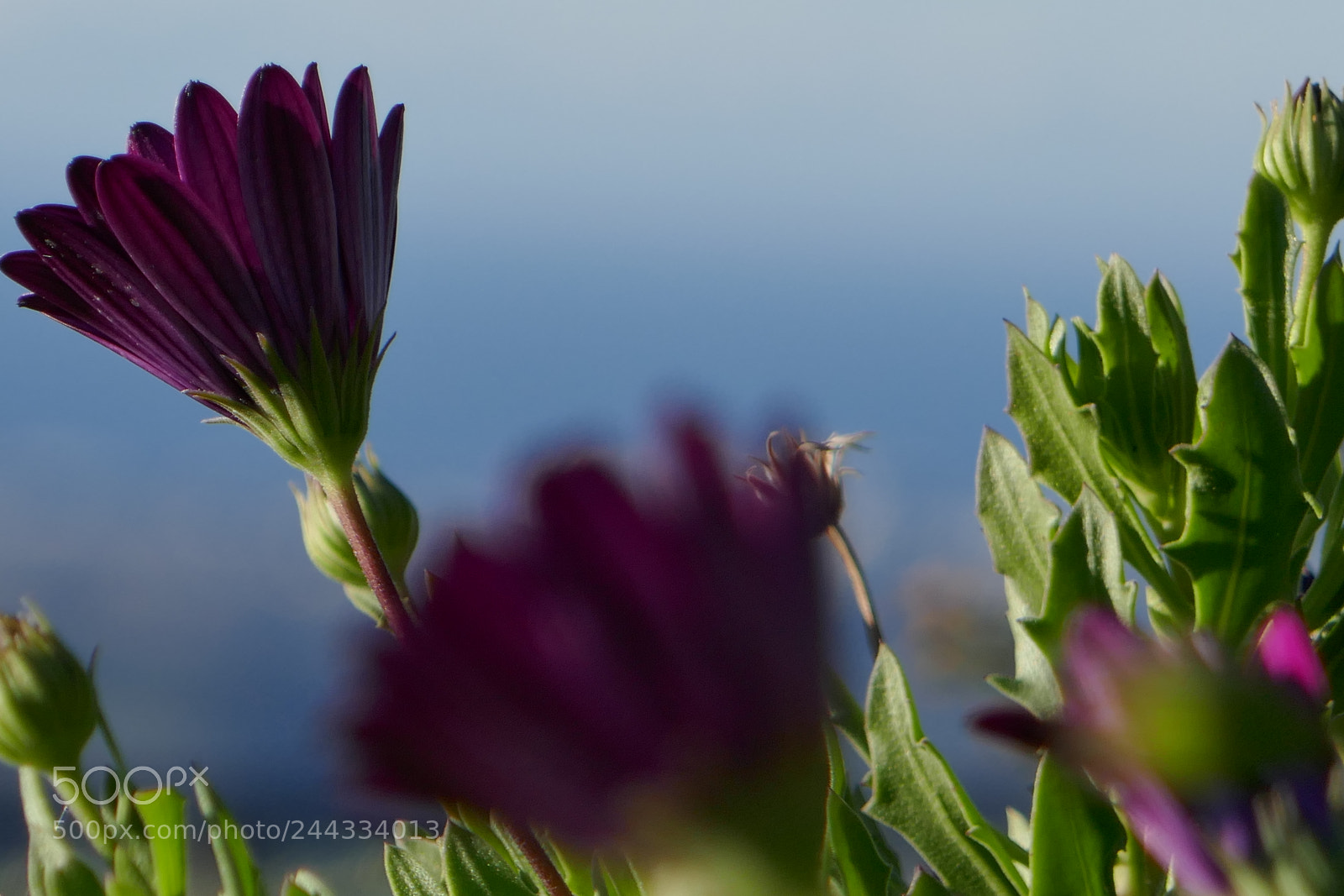 Panasonic Lumix DMC-ZS100 (Lumix DMC-TZ100) sample photo. Purple flowers in the photography
