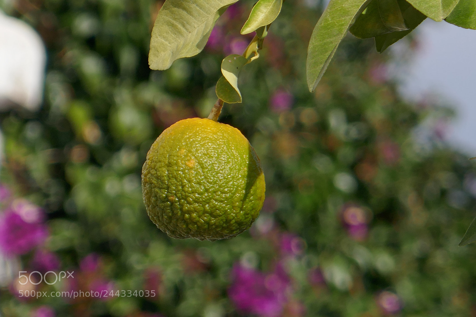 Panasonic Lumix DMC-ZS100 (Lumix DMC-TZ100) sample photo. Fruit of andalucia photography