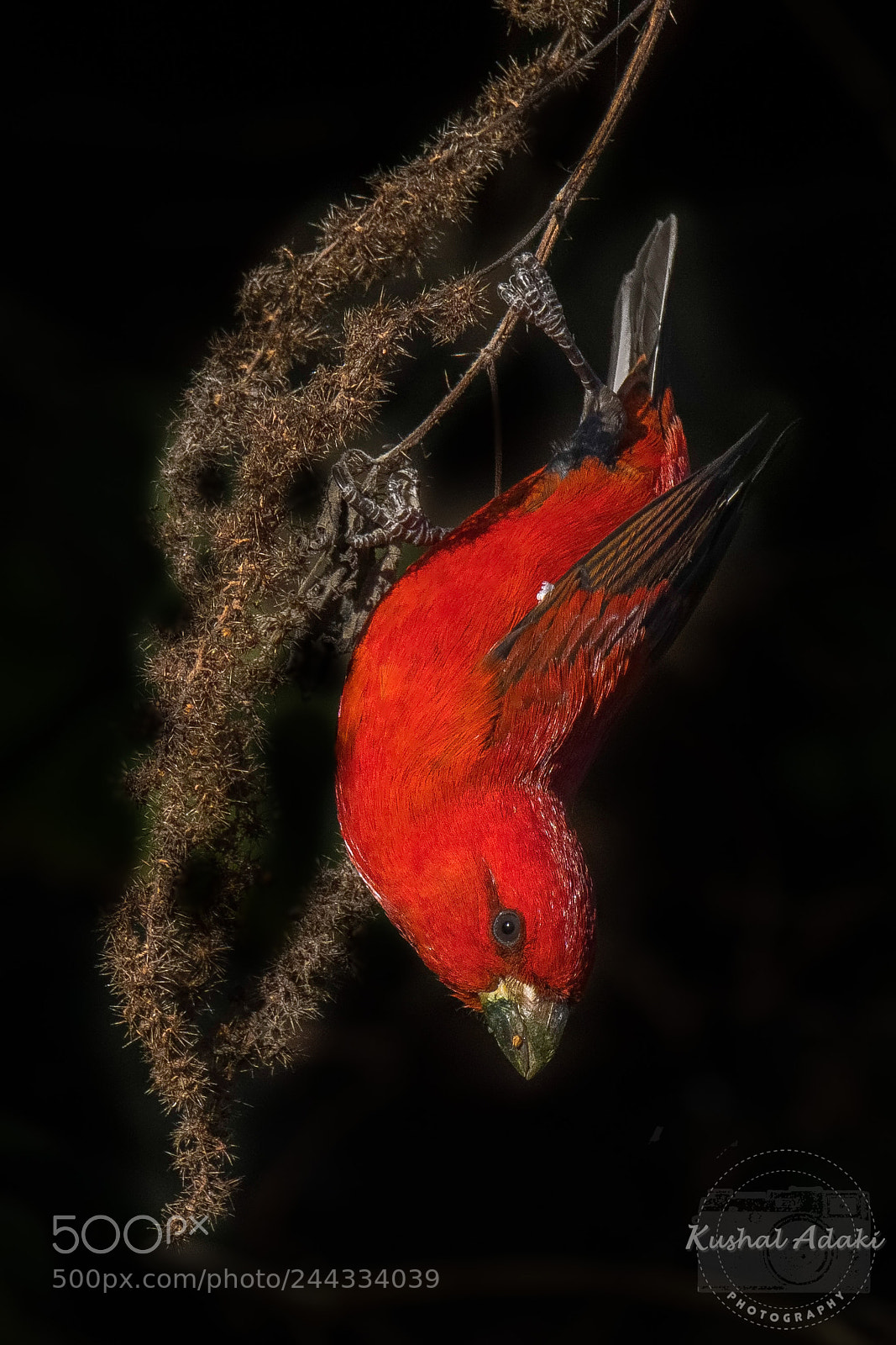Nikon D500 sample photo. Scarlet finch (male) photography
