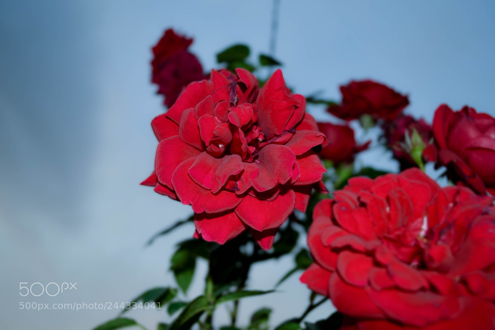 Nikon D3100 sample photo. Red rose photography