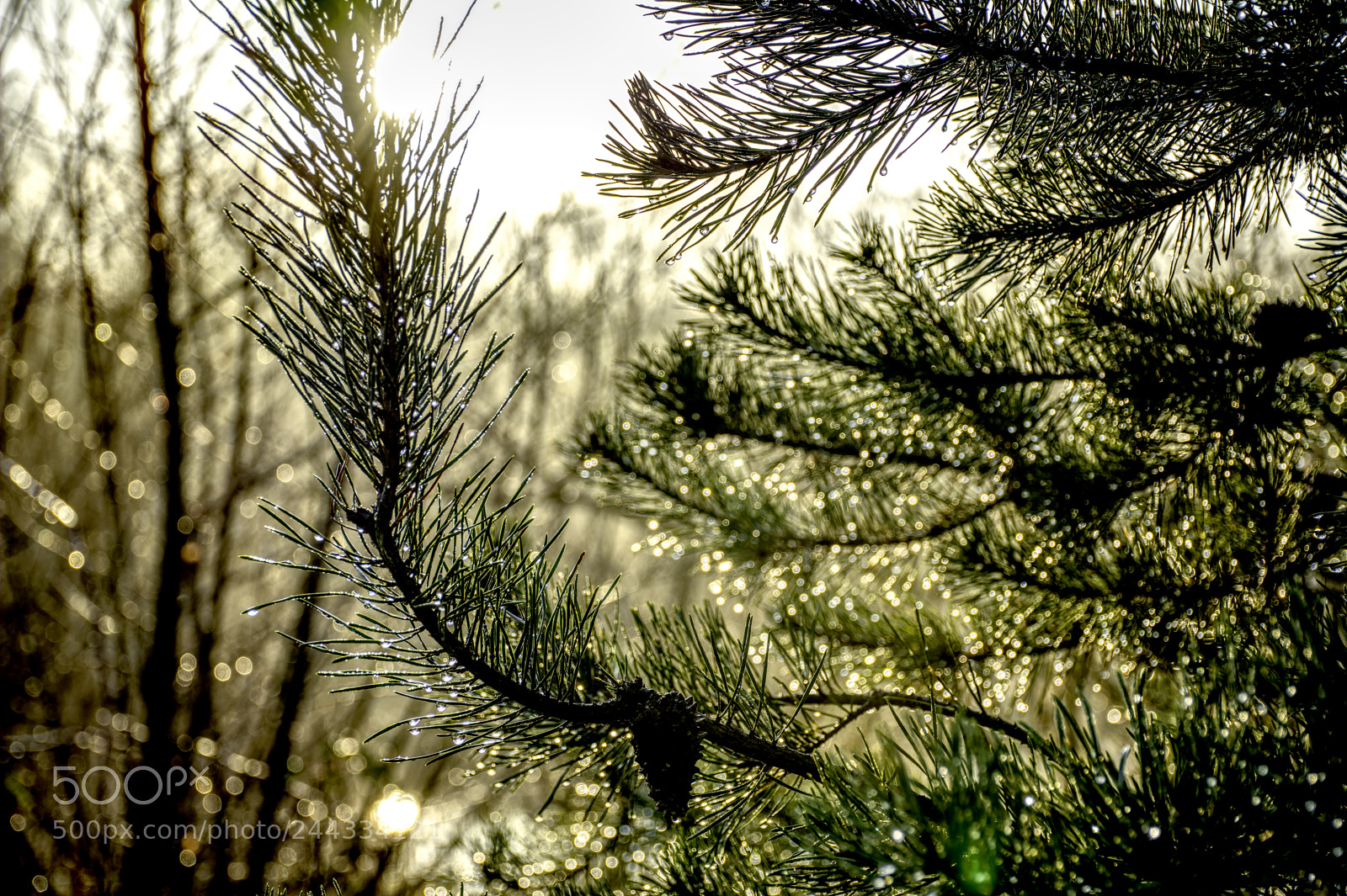 Nikon D7100 sample photo. Tree20 photography