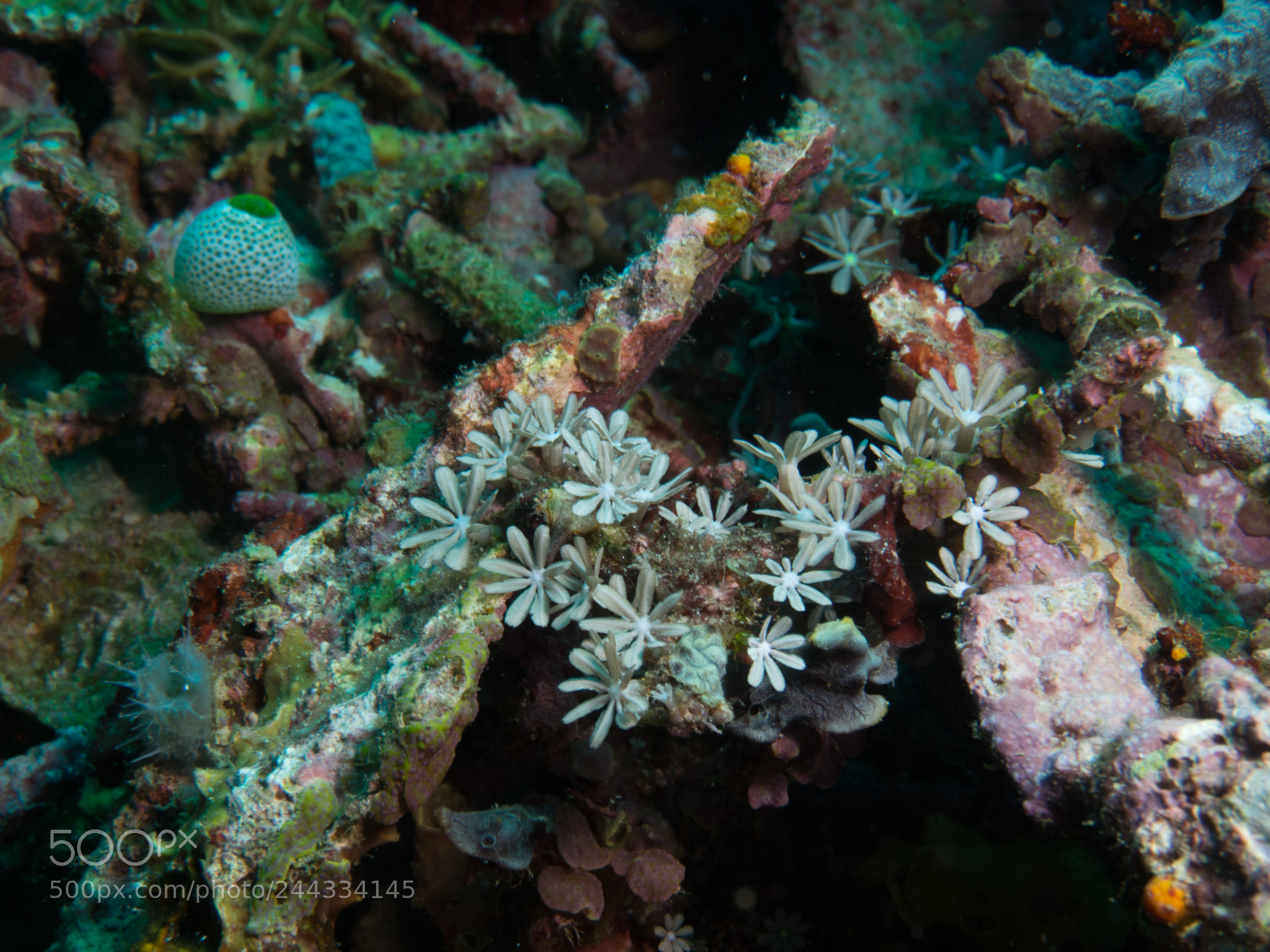 Olympus OM-D E-M10 sample photo. Coral underwater photography