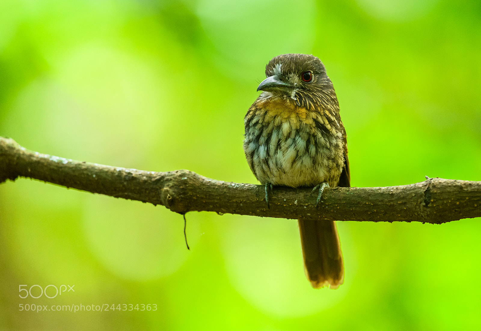 Nikon D850 sample photo. White whiskered puffbird photography