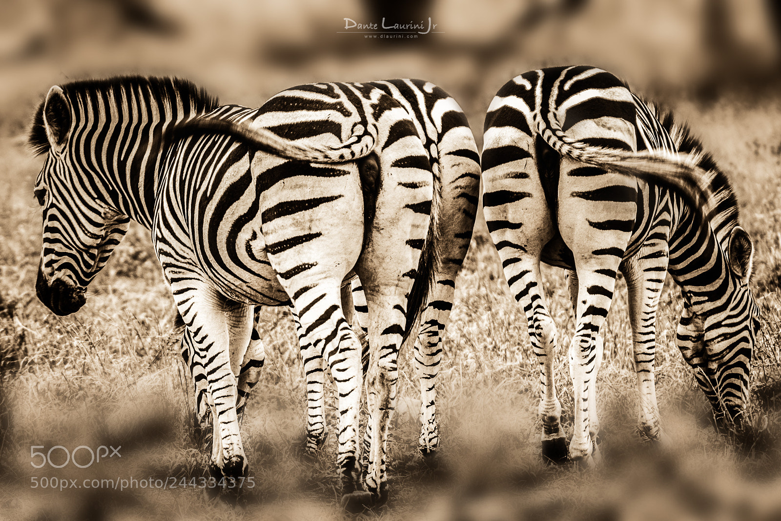 Nikon D800 sample photo. Zebra photography