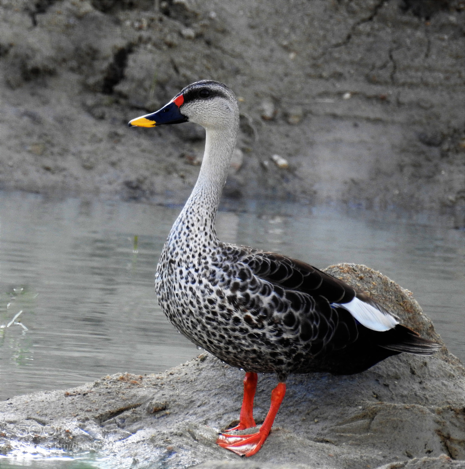 Nikon Coolpix P900 sample photo. Duck photography
