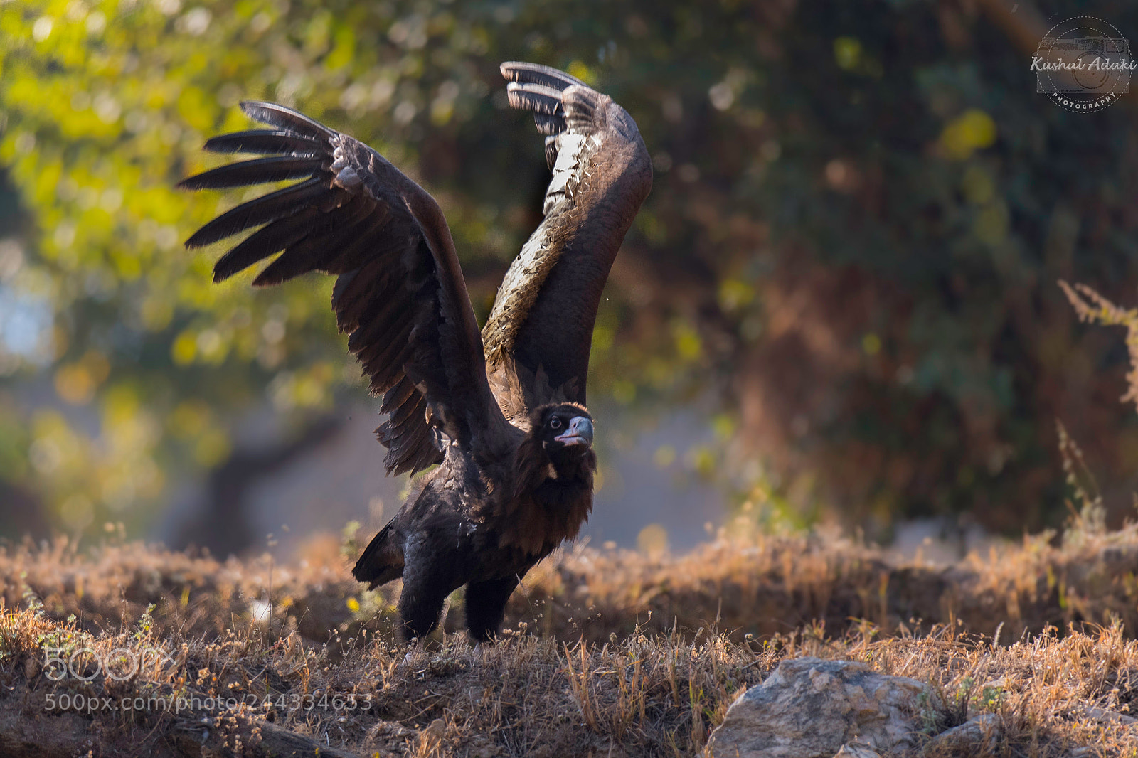 Nikon D500 sample photo. Cinereous vulture (take off) photography