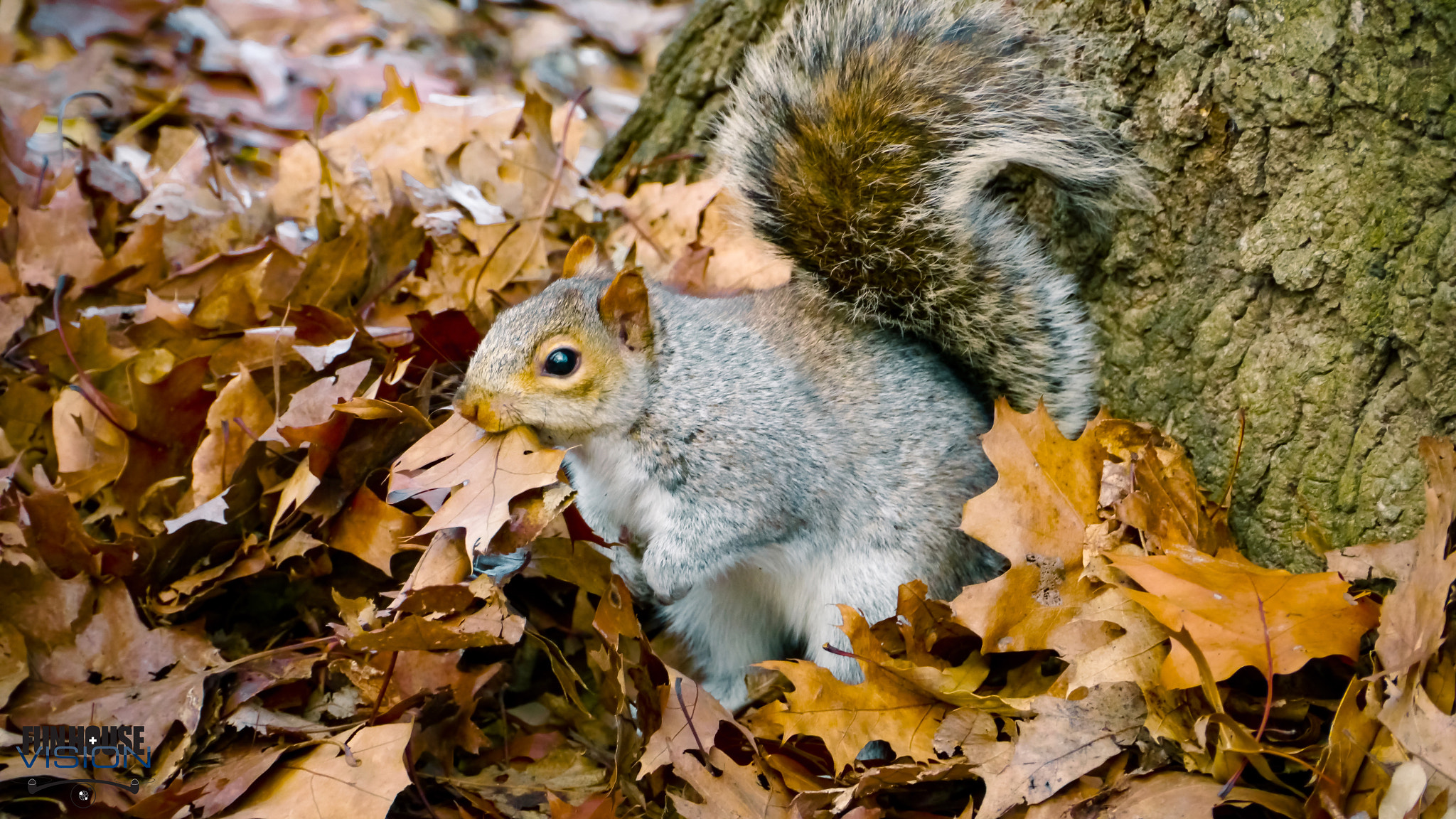 Panasonic Lumix DMC-GH2 sample photo. Un hiver à central park e4 photography