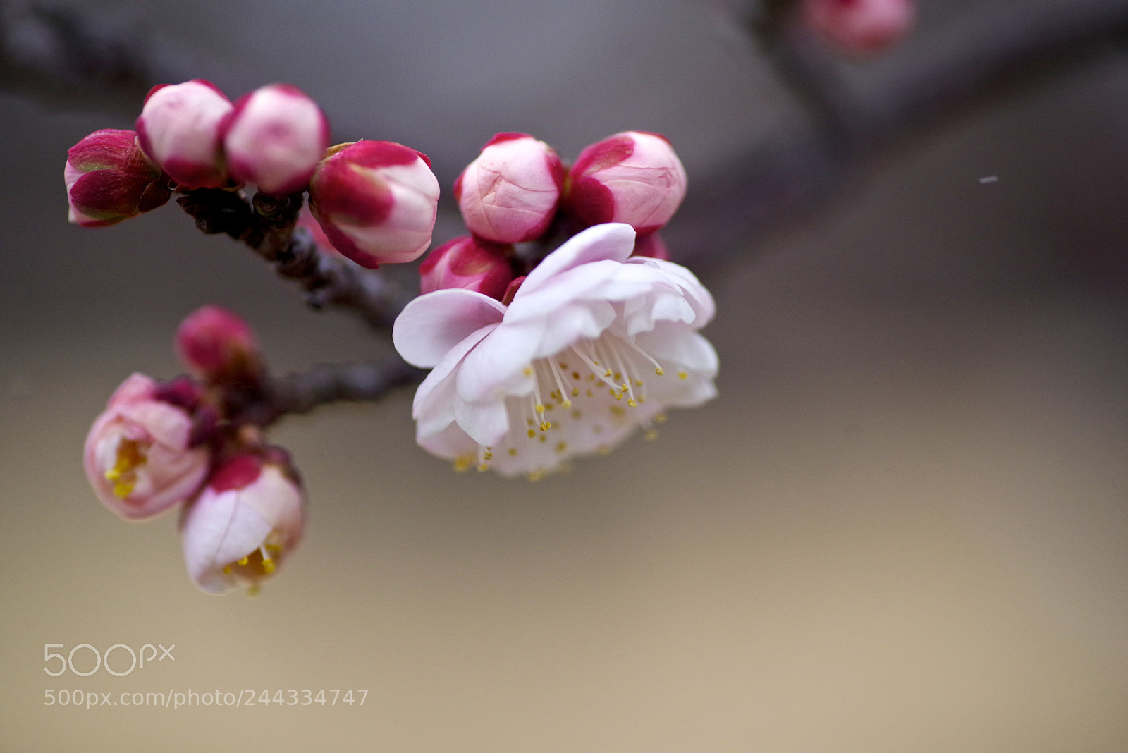 Pentax K-1 sample photo. Blooming photography