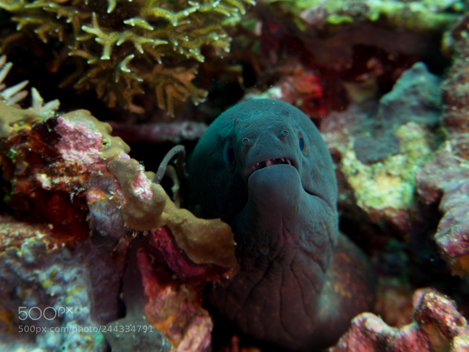 Olympus OM-D E-M10 sample photo. Moray eel photography