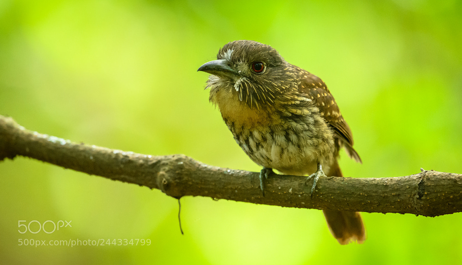 Nikon D850 sample photo. White whiskered puffbird looks photography