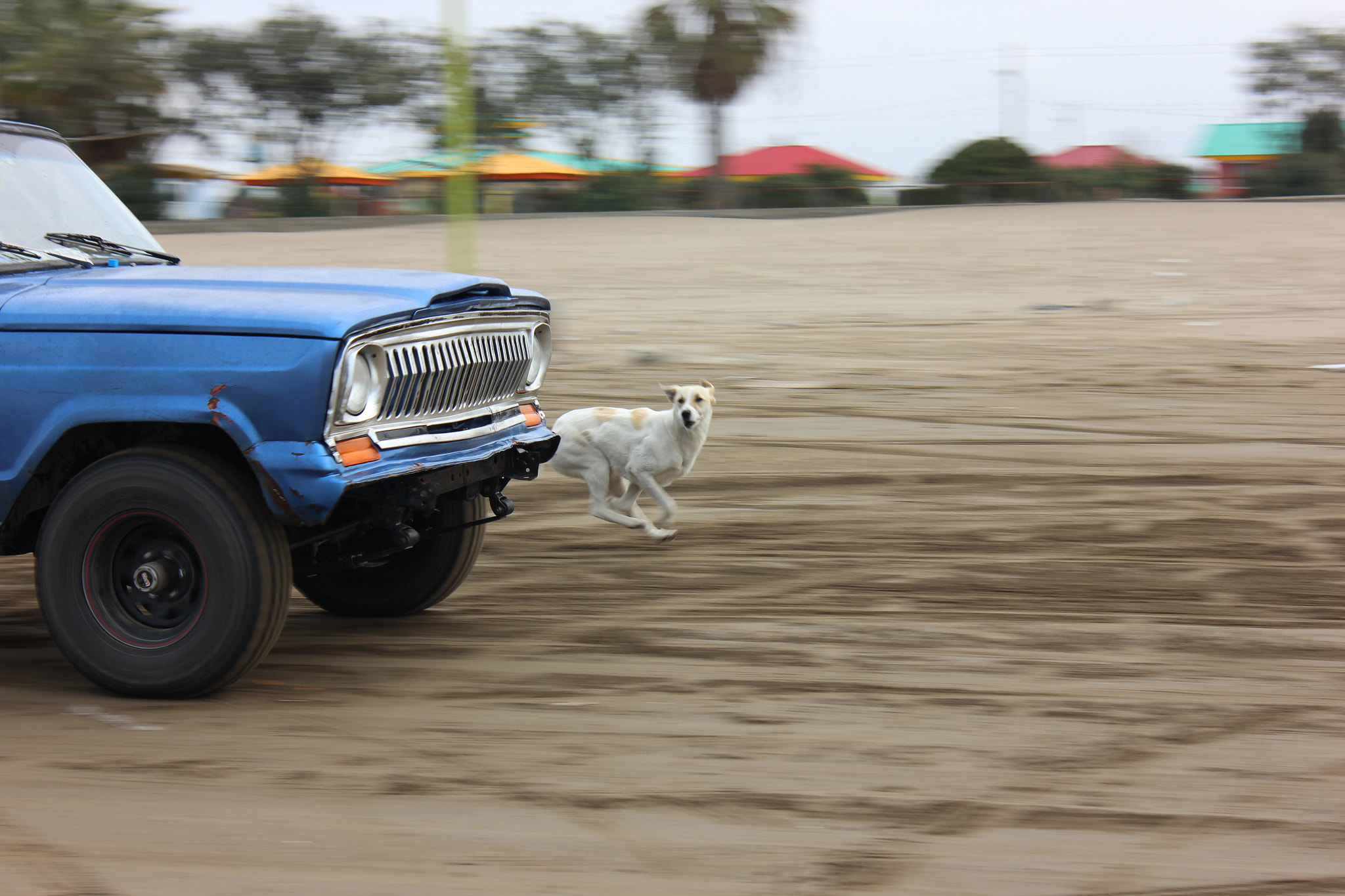 Canon EOS 600D (Rebel EOS T3i / EOS Kiss X5) + Canon EF 50mm f/1.8 sample photo. Race between jeep grand cherokee chief and dog #natgeo photography