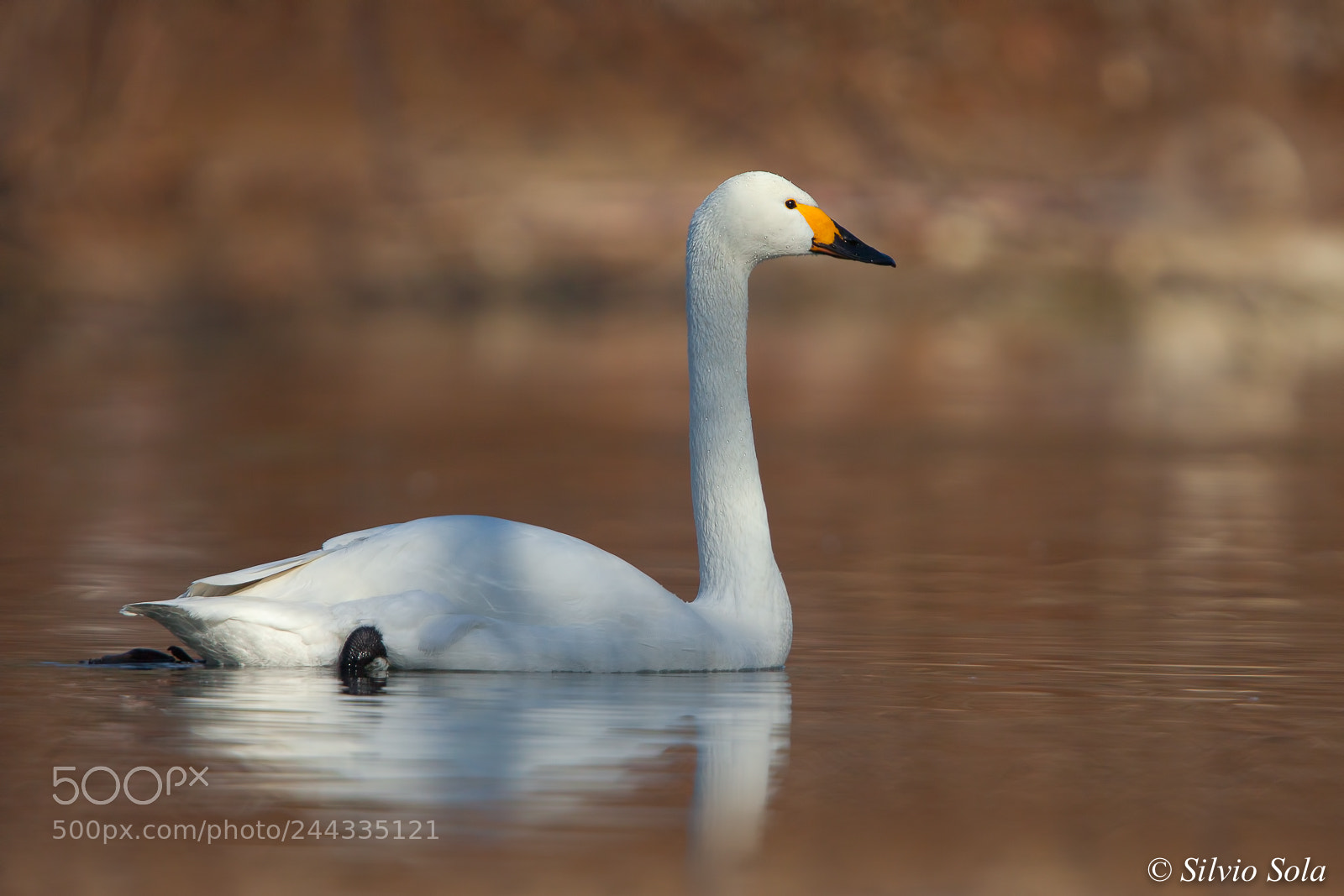 Canon EOS 50D sample photo. Whooper swan photography