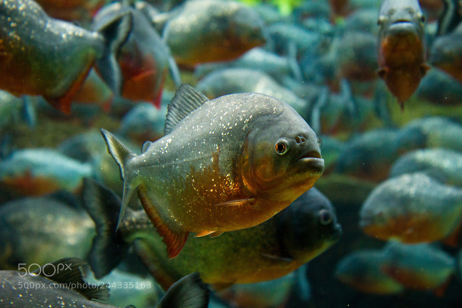Canon EOS 550D (EOS Rebel T2i / EOS Kiss X4) sample photo. Piranha portrait photography