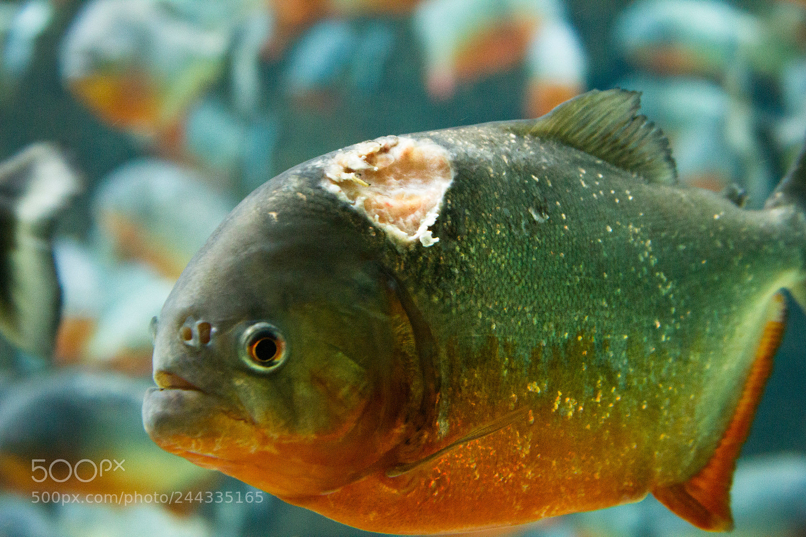 Canon EOS 550D (EOS Rebel T2i / EOS Kiss X4) sample photo. Piranha with injury photography