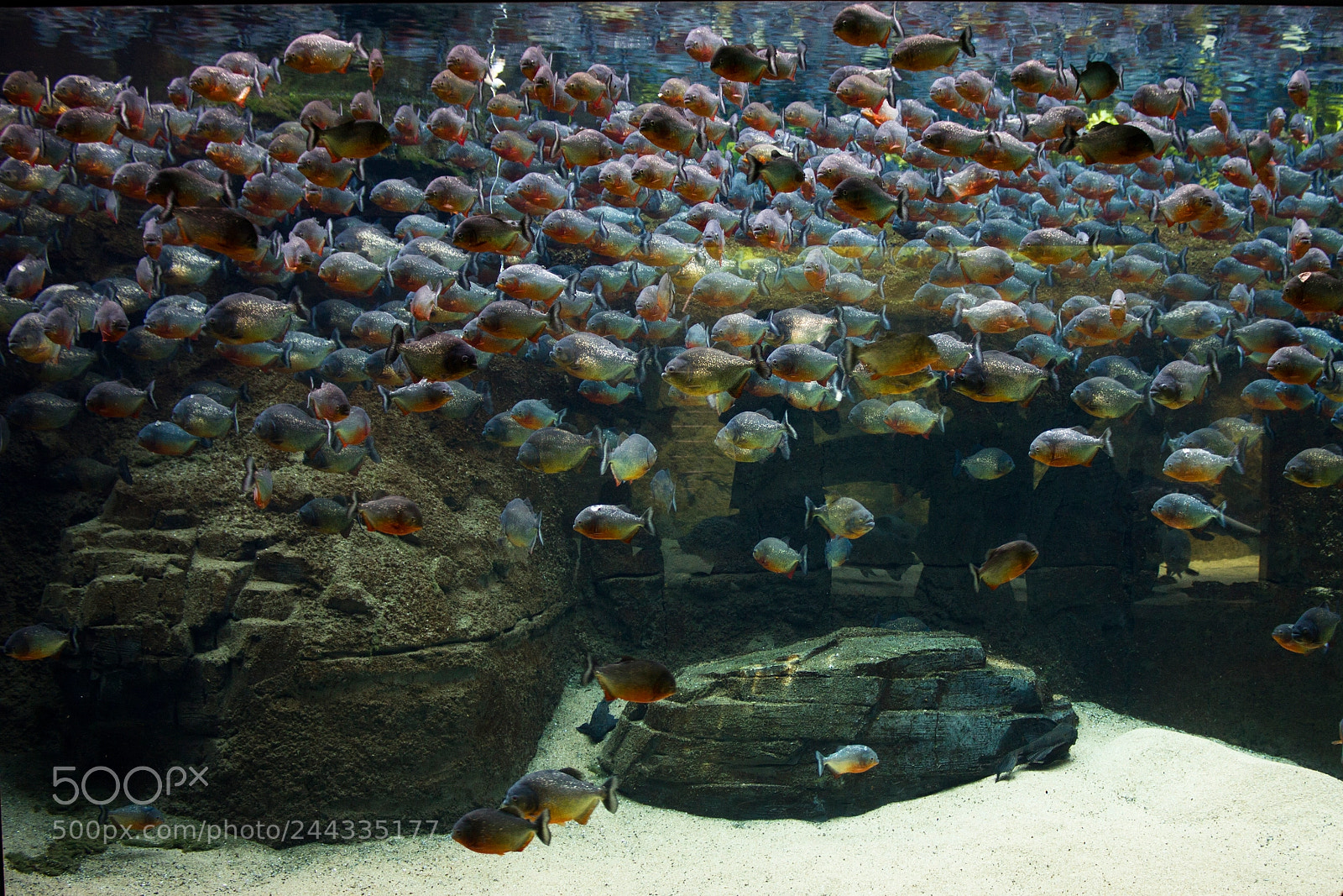 Canon EOS 550D (EOS Rebel T2i / EOS Kiss X4) sample photo. Piranhas schooling photography