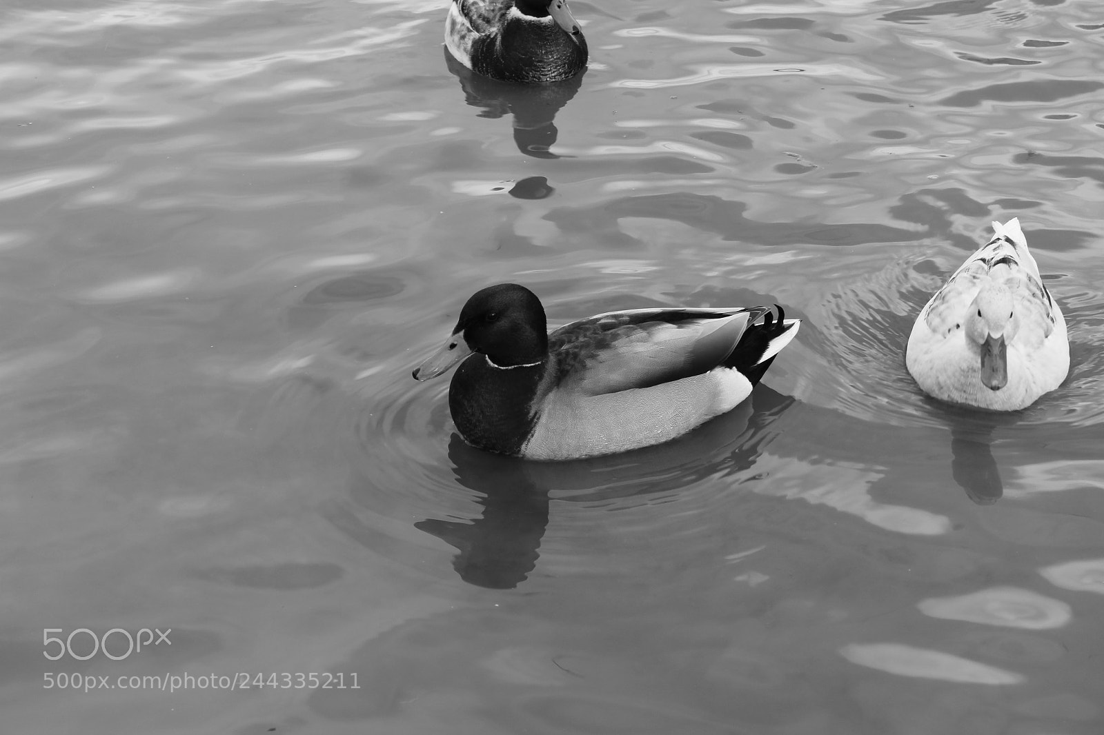 Canon EF-S 18-55mm F3.5-5.6 III sample photo. Le cannare photography