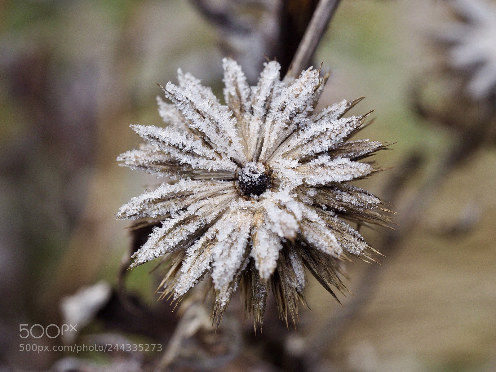 Olympus OM-D E-M10 II sample photo. Frost covered photography