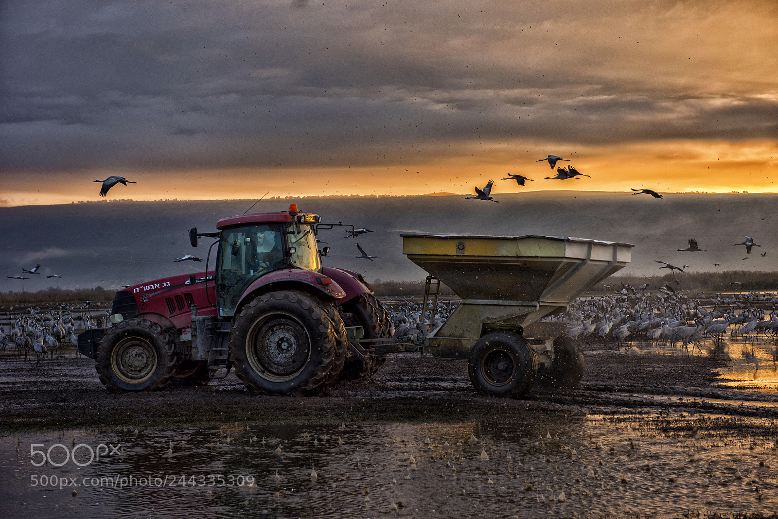 Nikon D810 sample photo. Morning feed photography