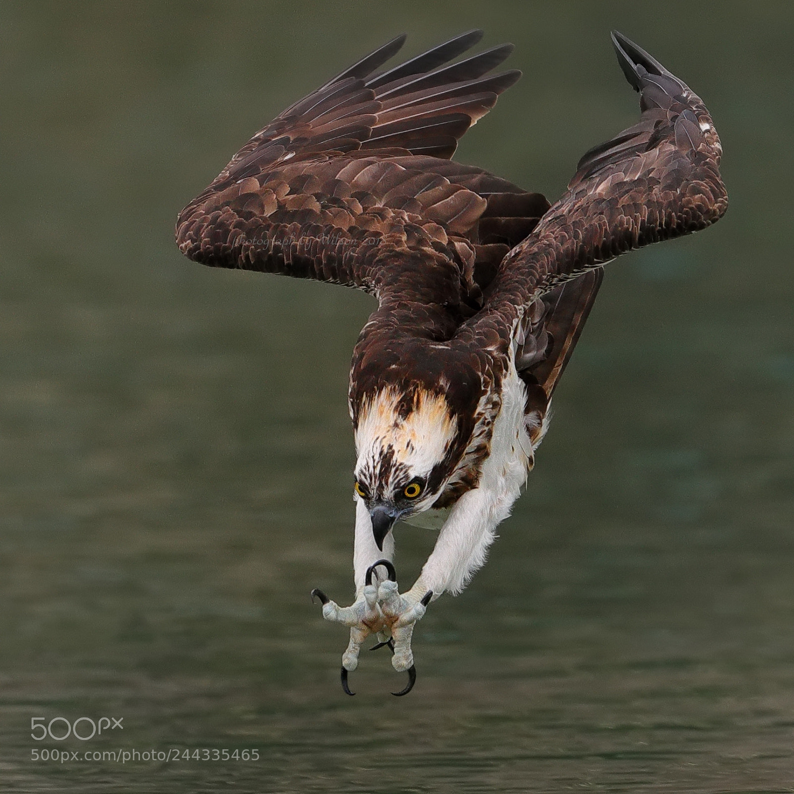 Canon EOS-1D X Mark II sample photo. Osprey photography