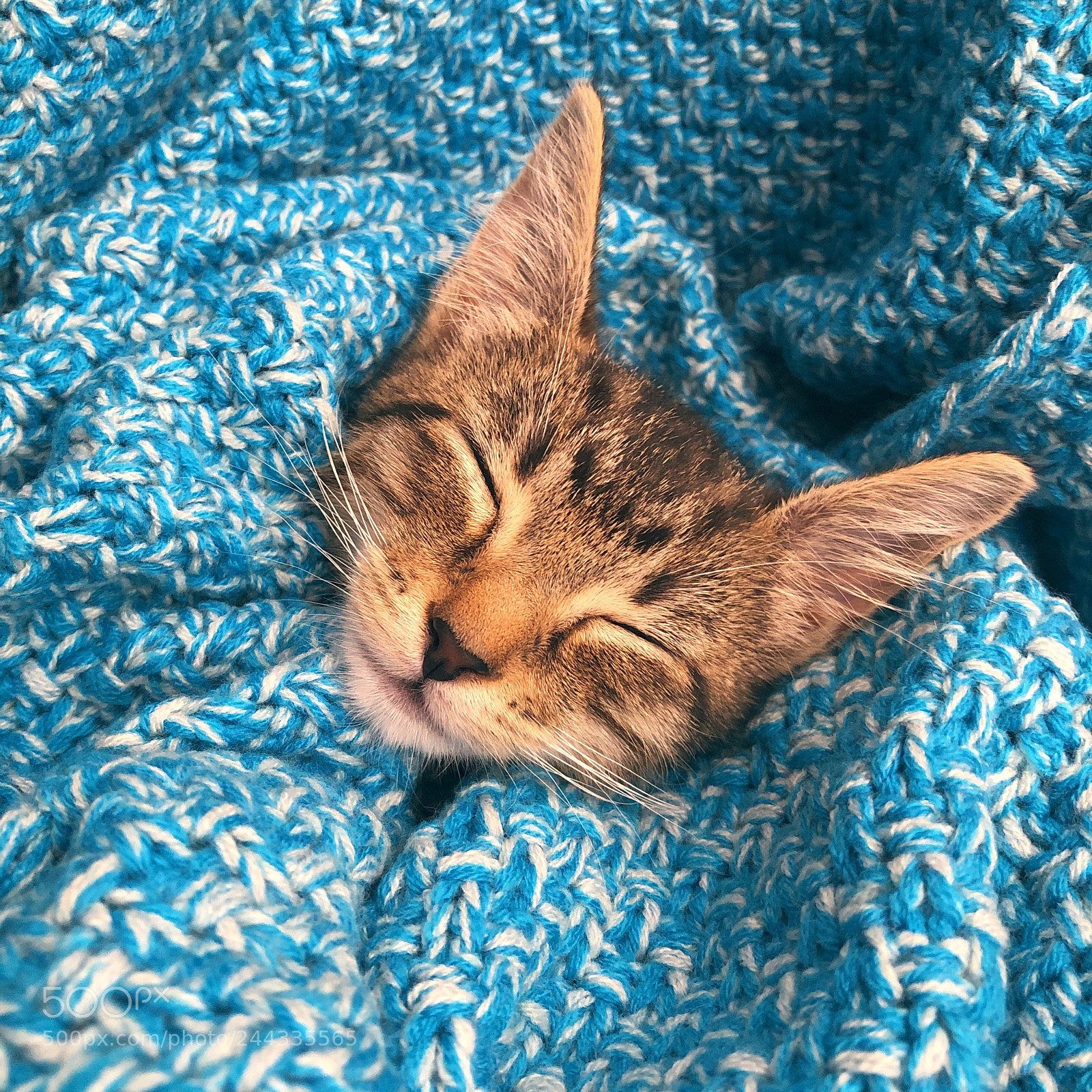 Apple iPhone 8 Plus sample photo. Little kitty world photography