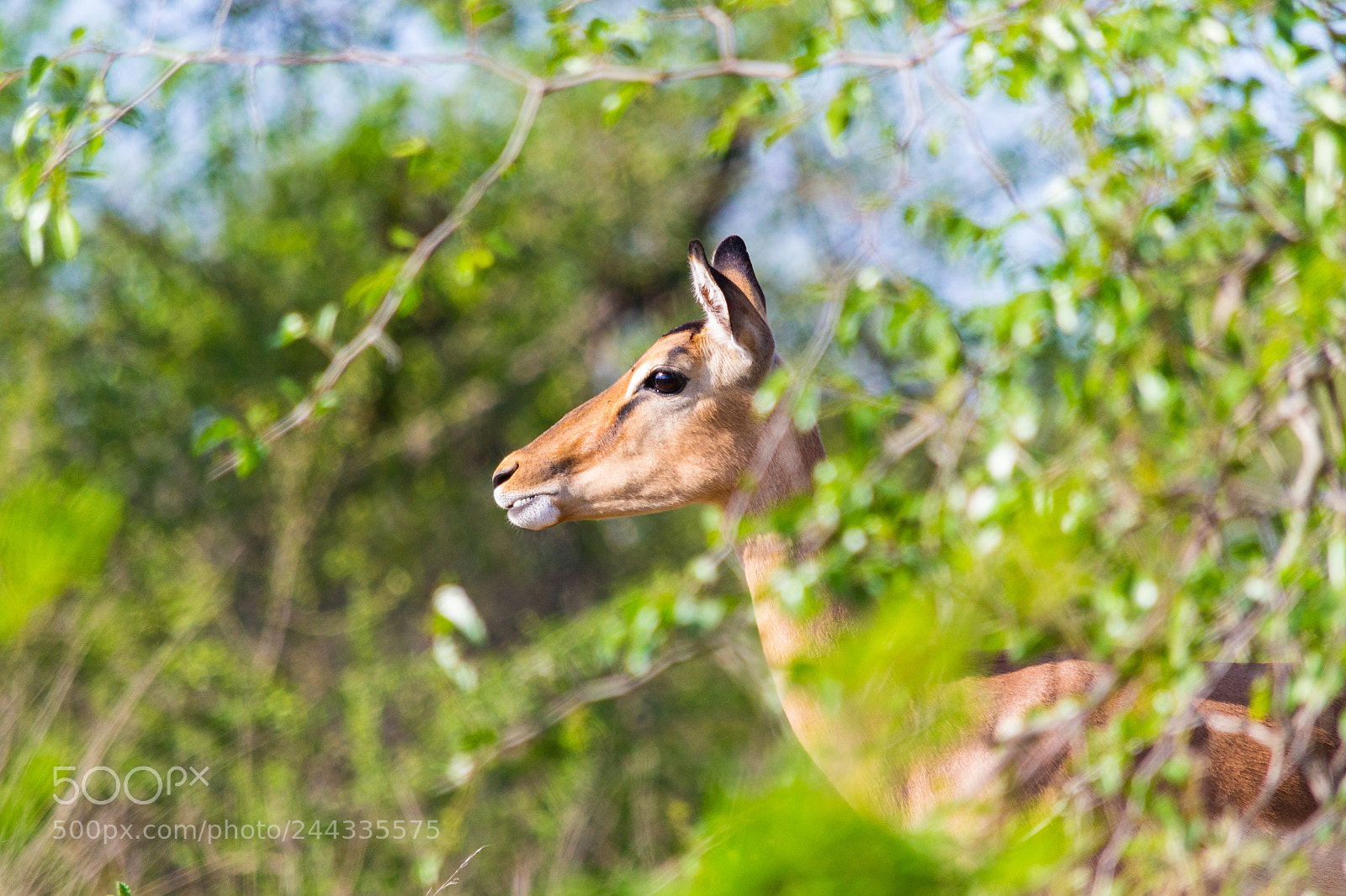 Nikon D3100 sample photo. 20171030-0312.jpg photography
