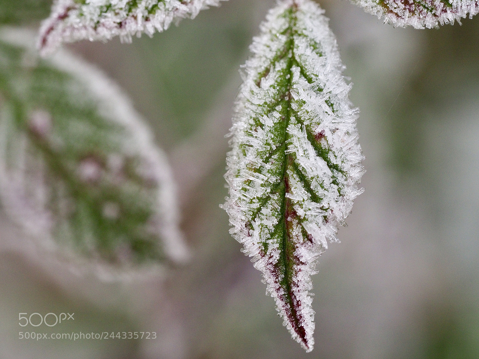 Olympus OM-D E-M10 II sample photo. Frost covered photography