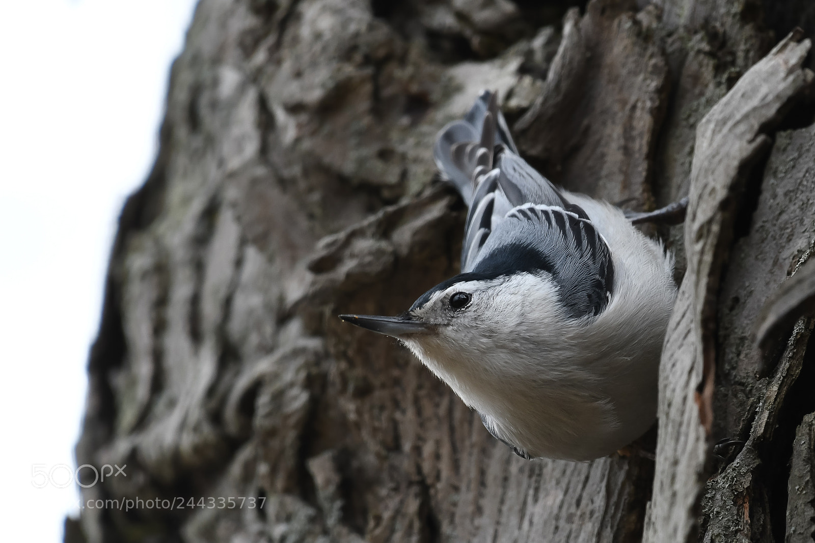 Nikon D500 sample photo. White-breasted nuthatch photography