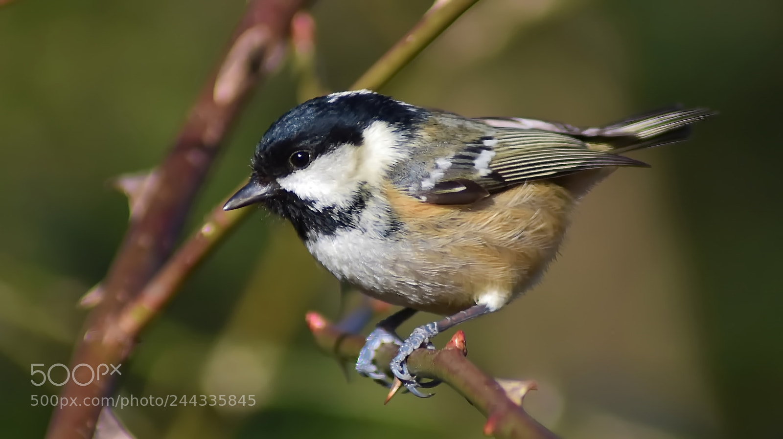 Nikon D3400 sample photo. Coal-tit.. photography