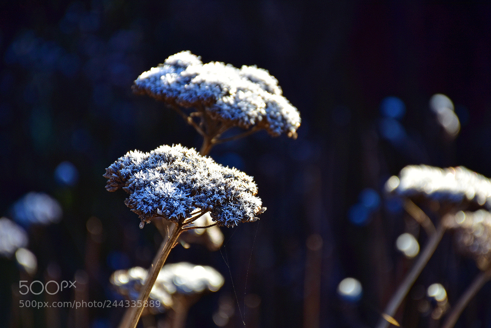 Nikon D7200 sample photo. Hoarfrost on the winter photography