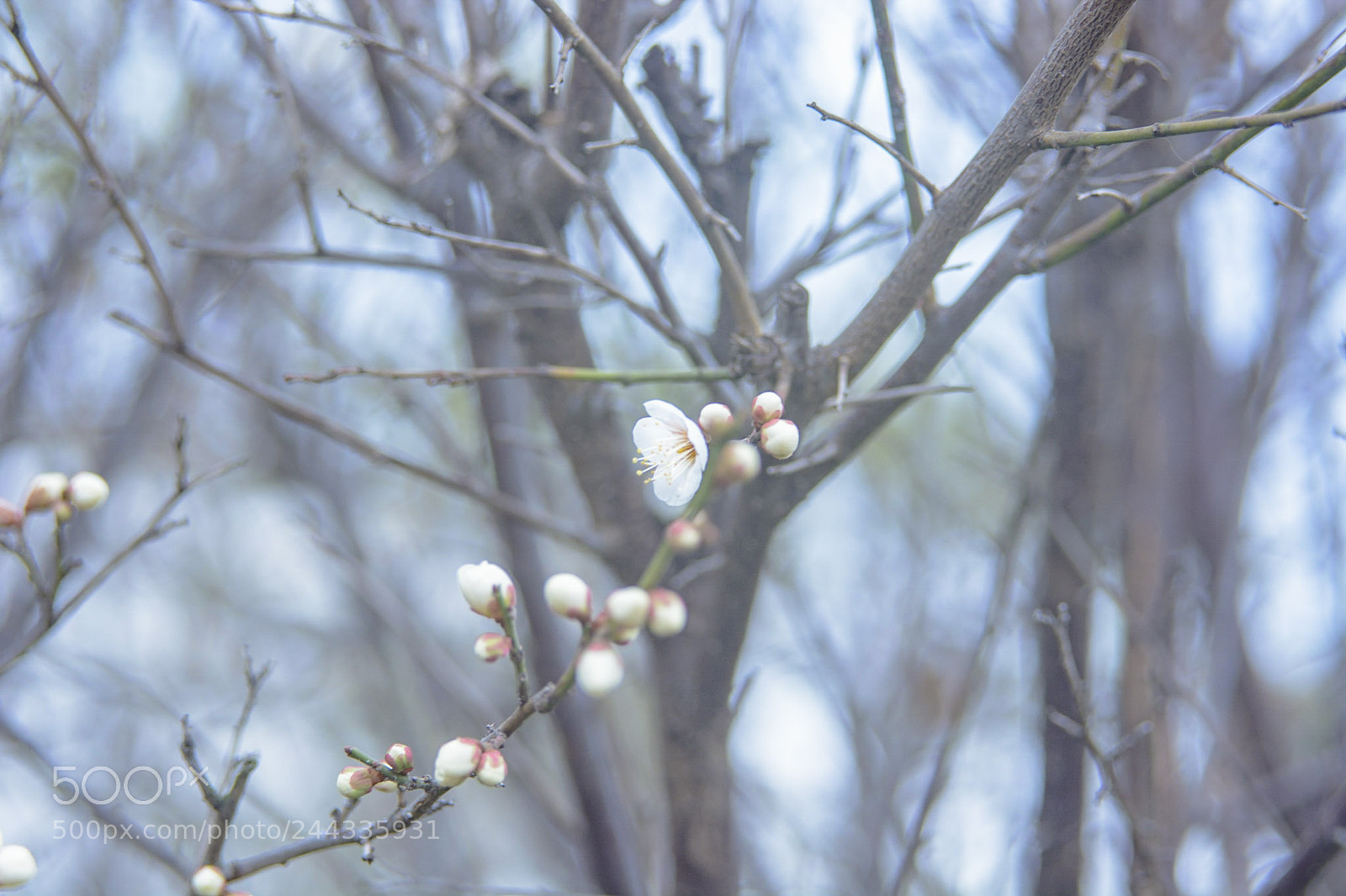 Nikon D7100 sample photo. Ume photography