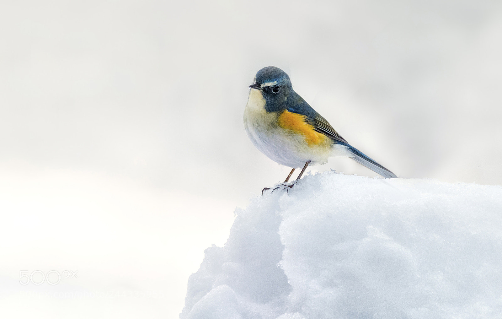 Nikon D500 sample photo. Tarsiger cyanurus photography
