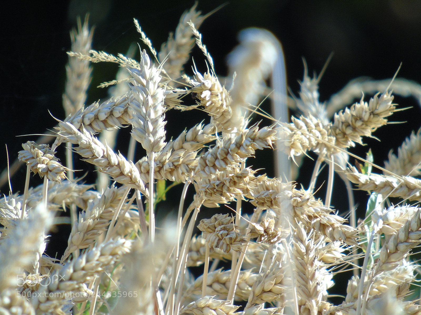 Sony Cyber-shot DSC-H400 sample photo. Wheat field photography