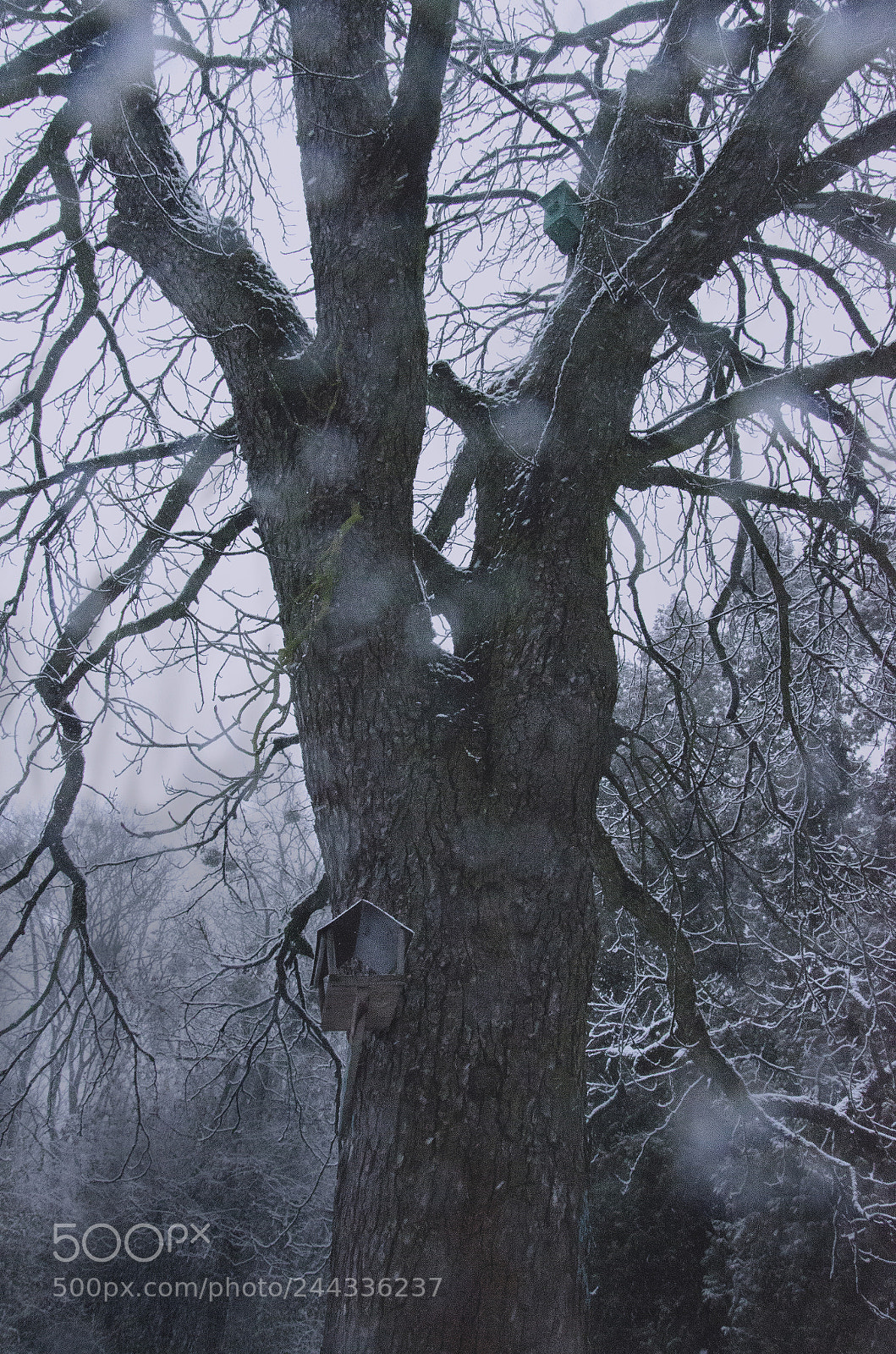 Nikon D5100 sample photo. Tree photography