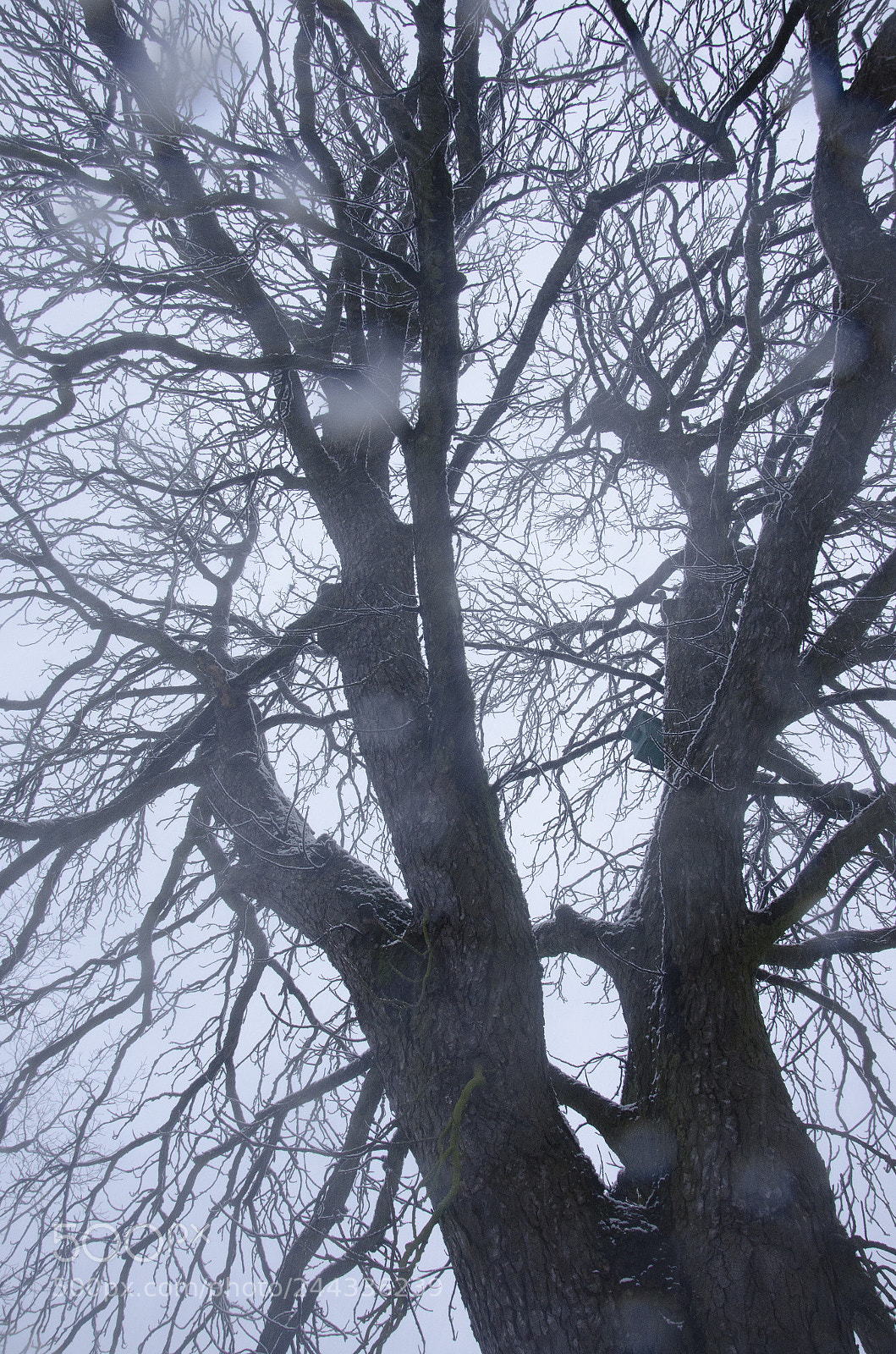 Nikon D5100 sample photo. Tree photography