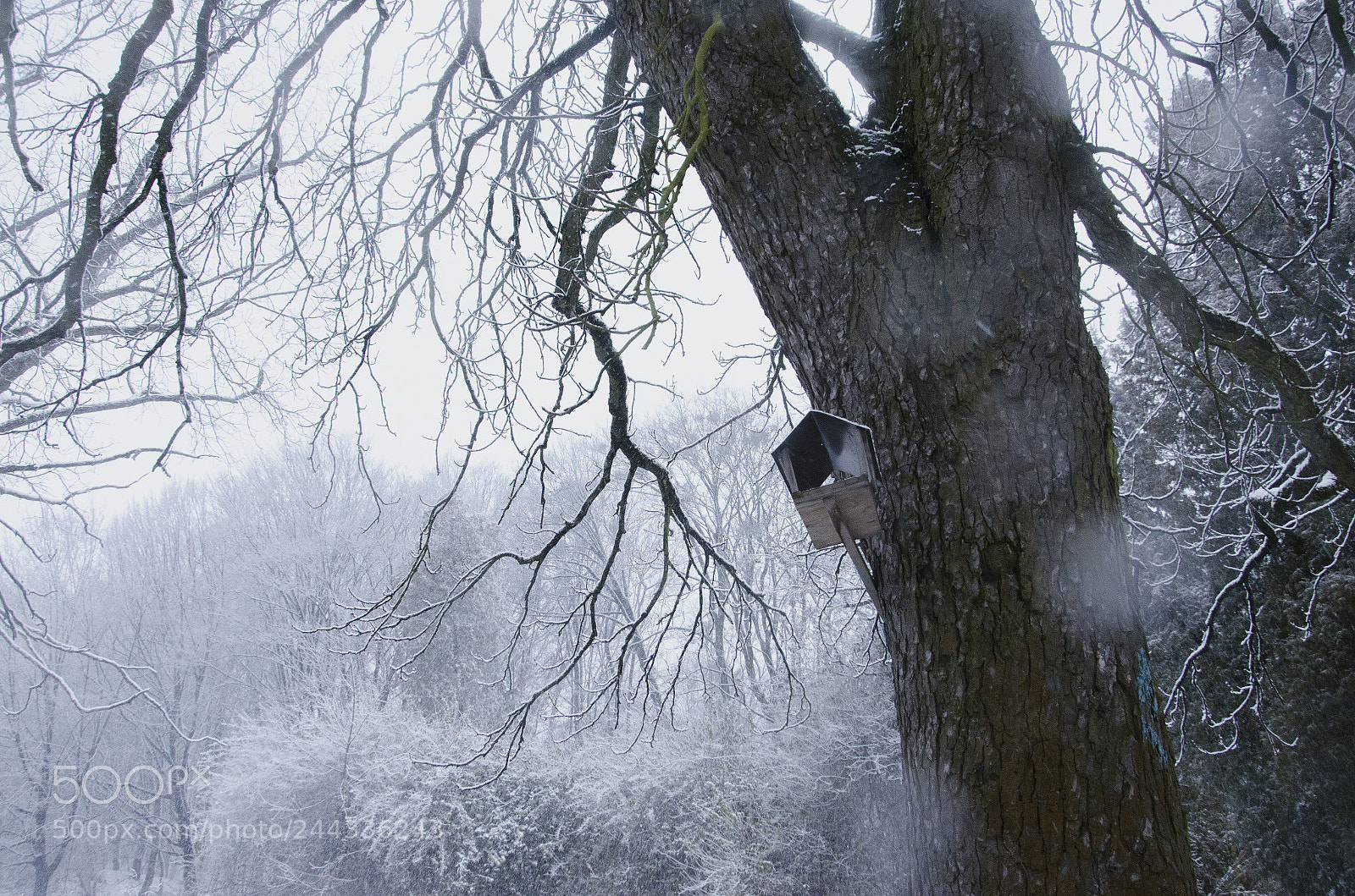 Nikon D5100 sample photo. Trees photography