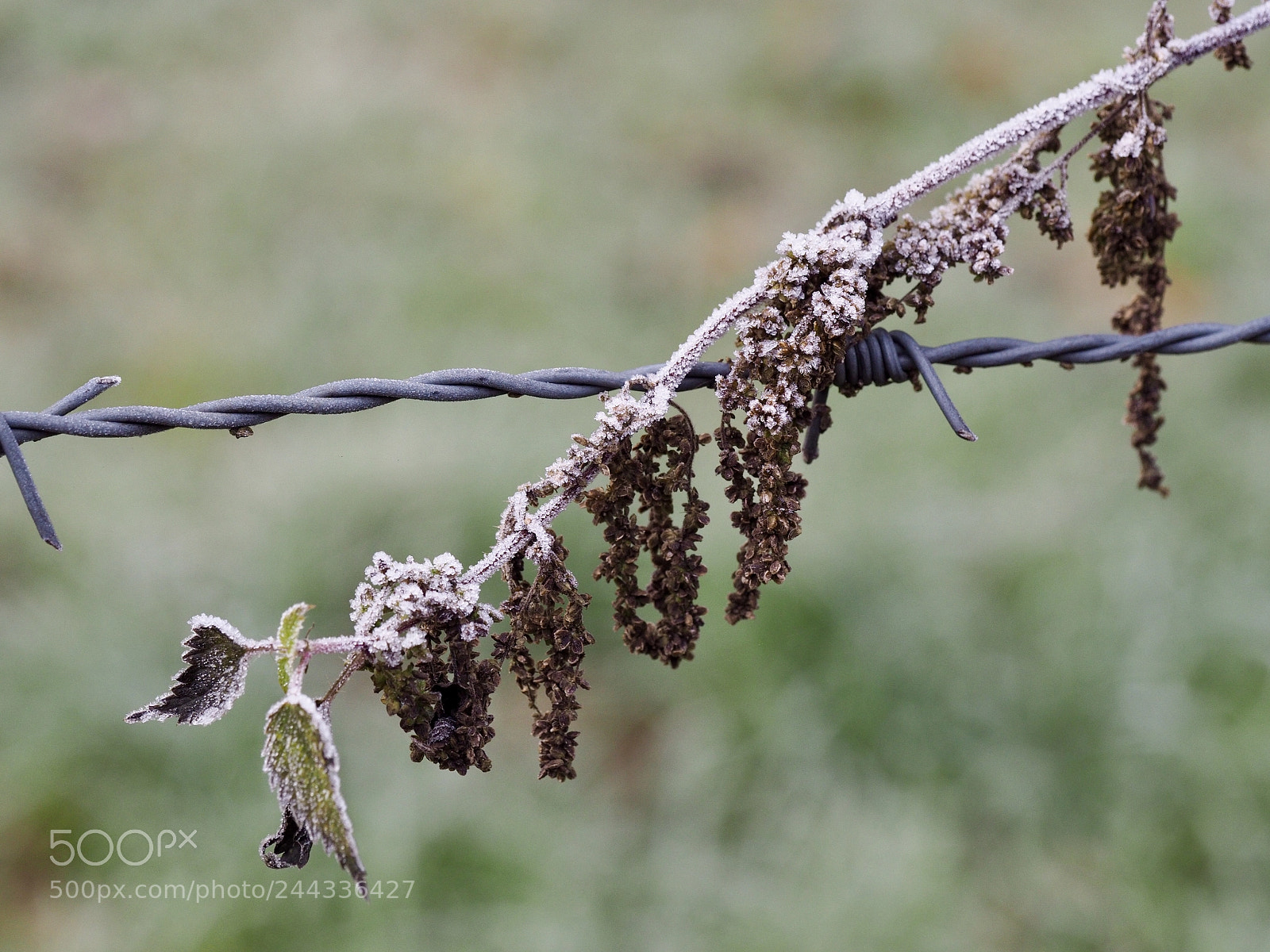 Olympus OM-D E-M10 II sample photo. Frost covered photography