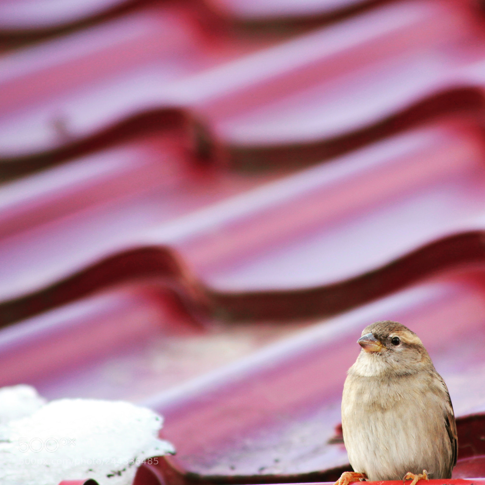 Canon EOS 550D (EOS Rebel T2i / EOS Kiss X4) sample photo. Bird spring in red photography