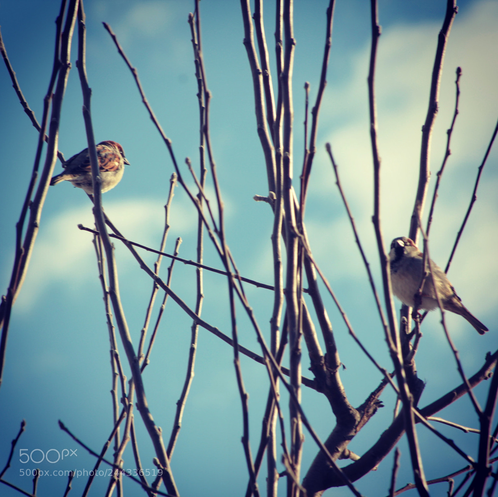 Canon EOS 550D (EOS Rebel T2i / EOS Kiss X4) sample photo. Birds spring in blue photography