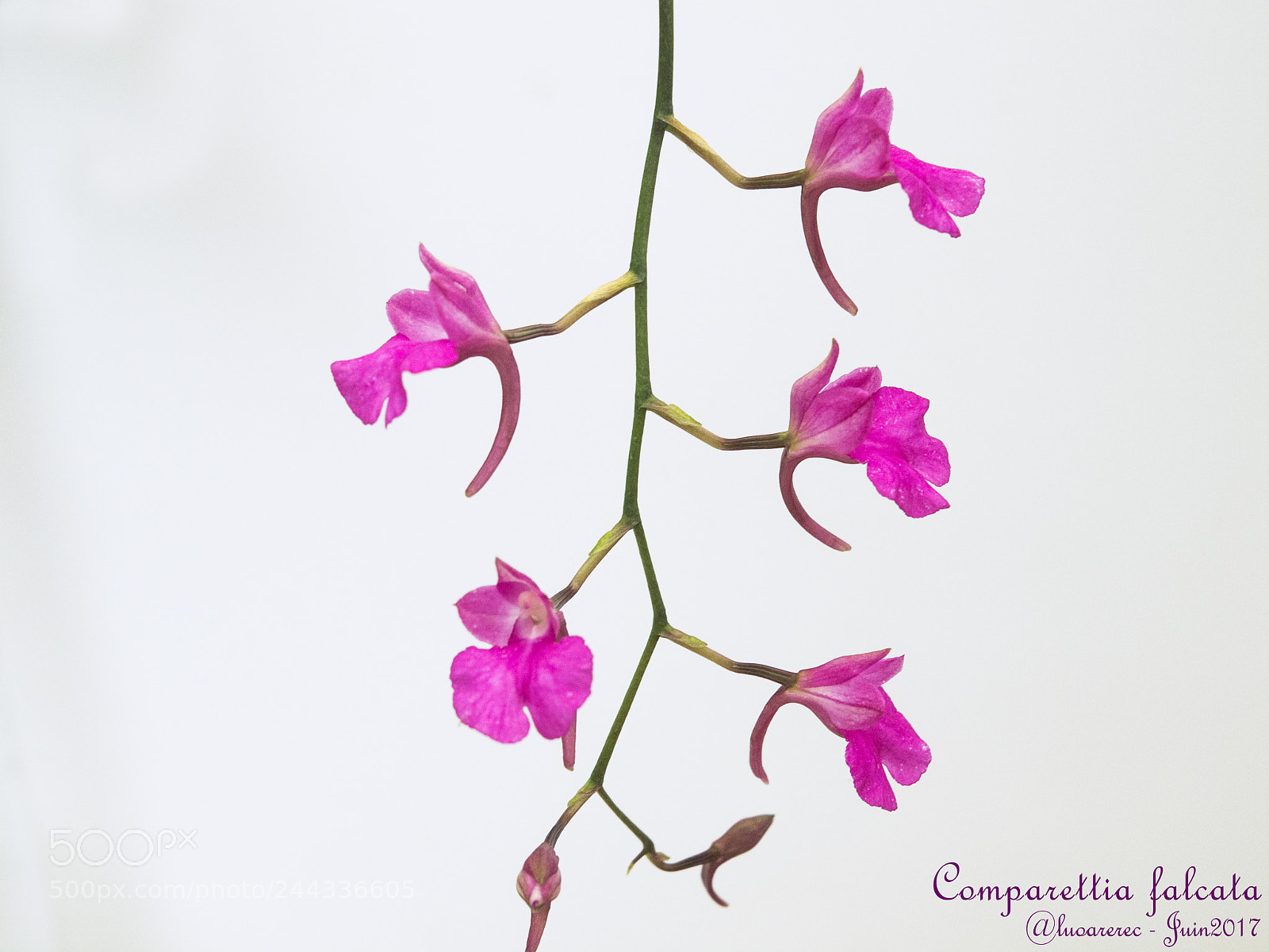 Olympus E-5 sample photo. Comparettia falcata photography