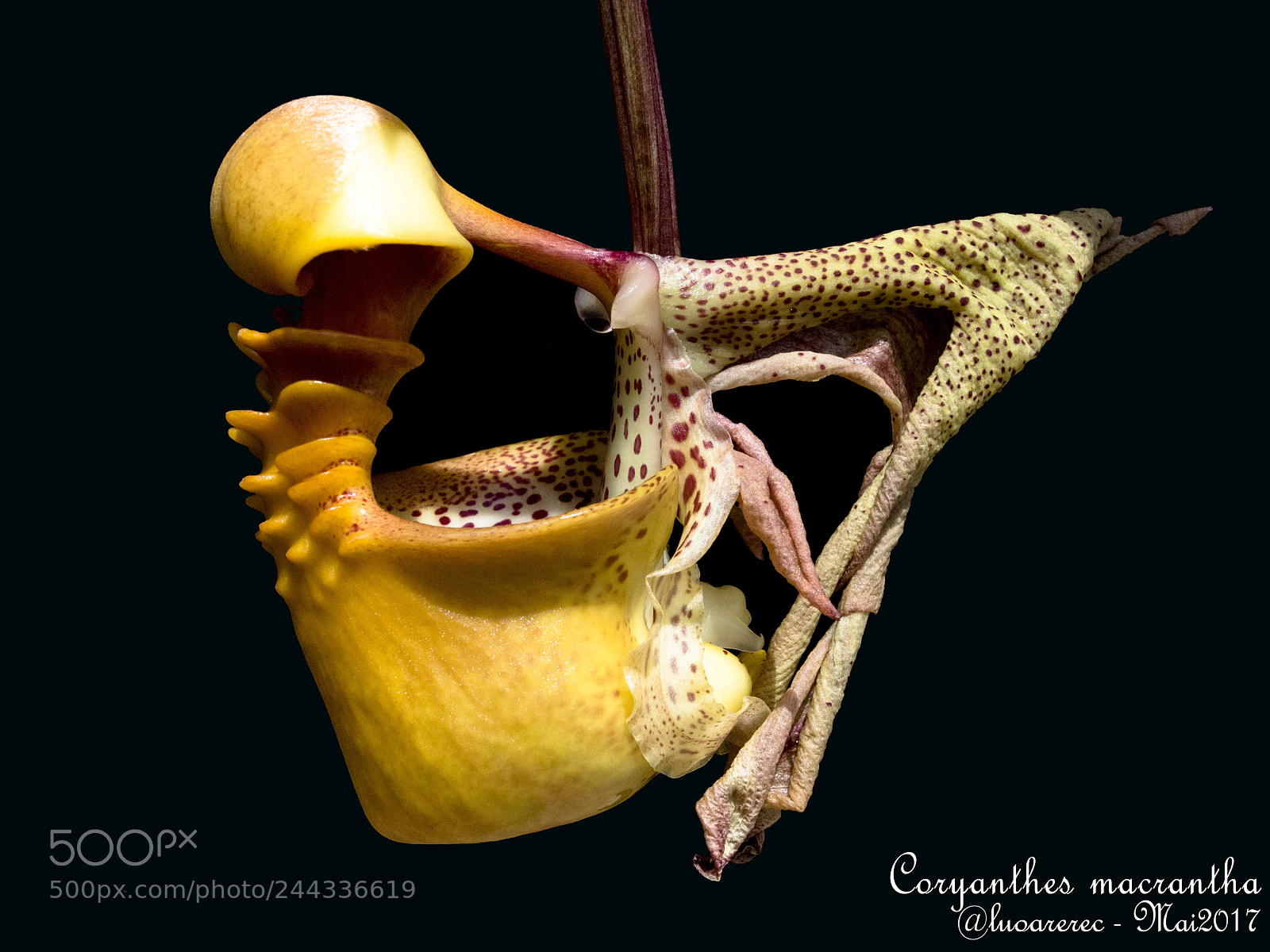 Olympus E-5 sample photo. Coryanthes macrantha photography