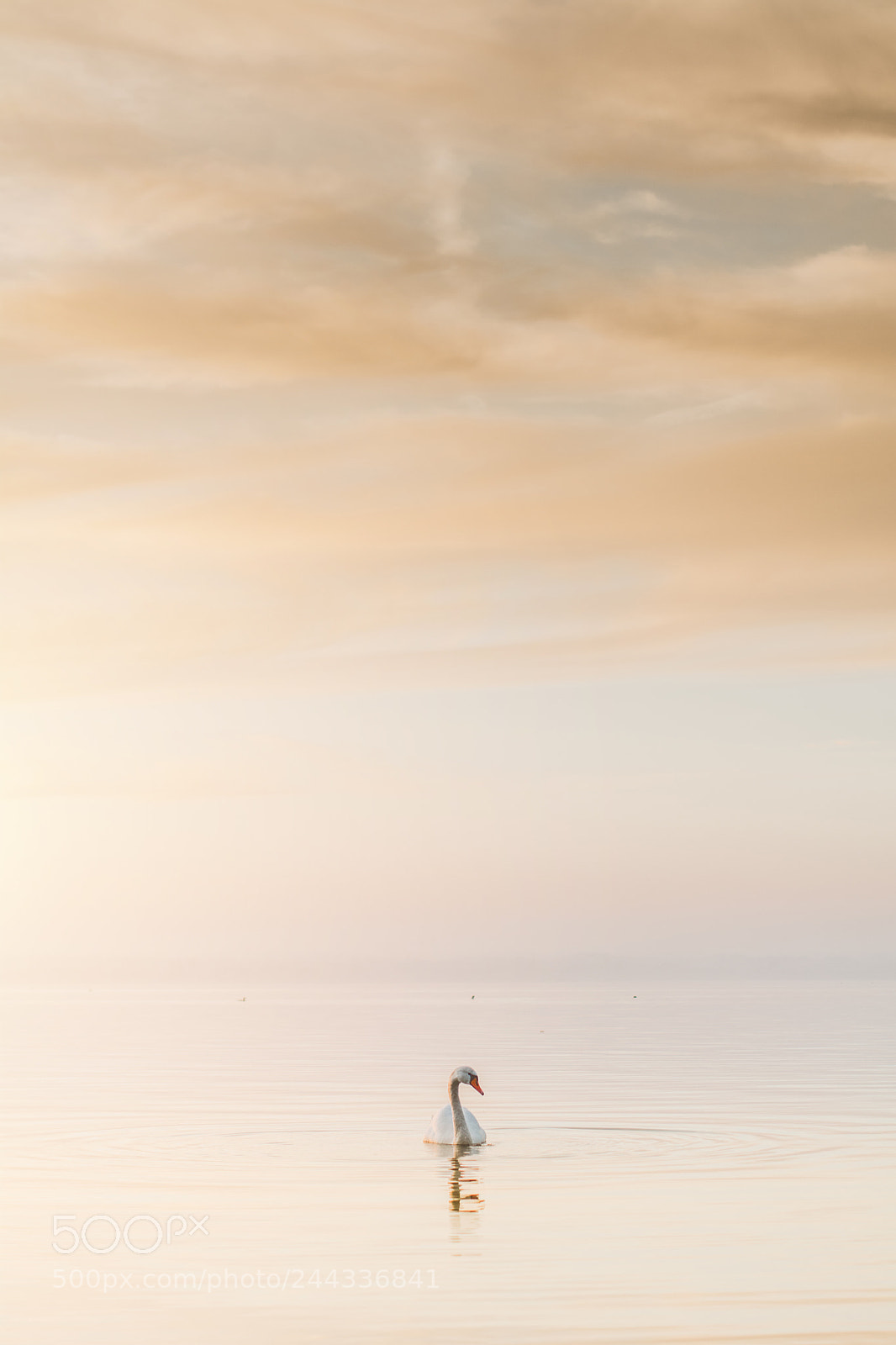 Nikon D7100 sample photo. Lonely swan photography